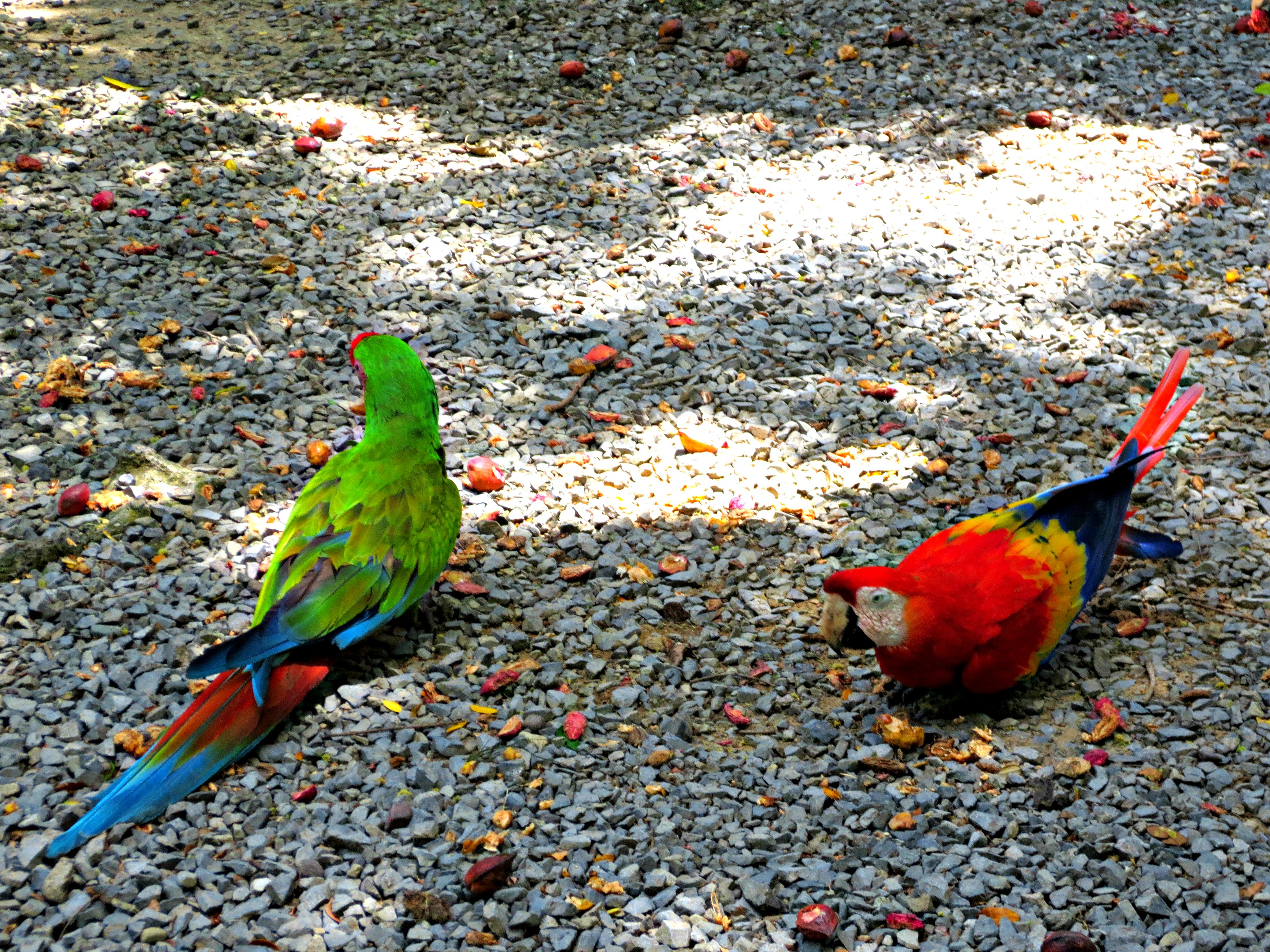 Parrots in Honduras