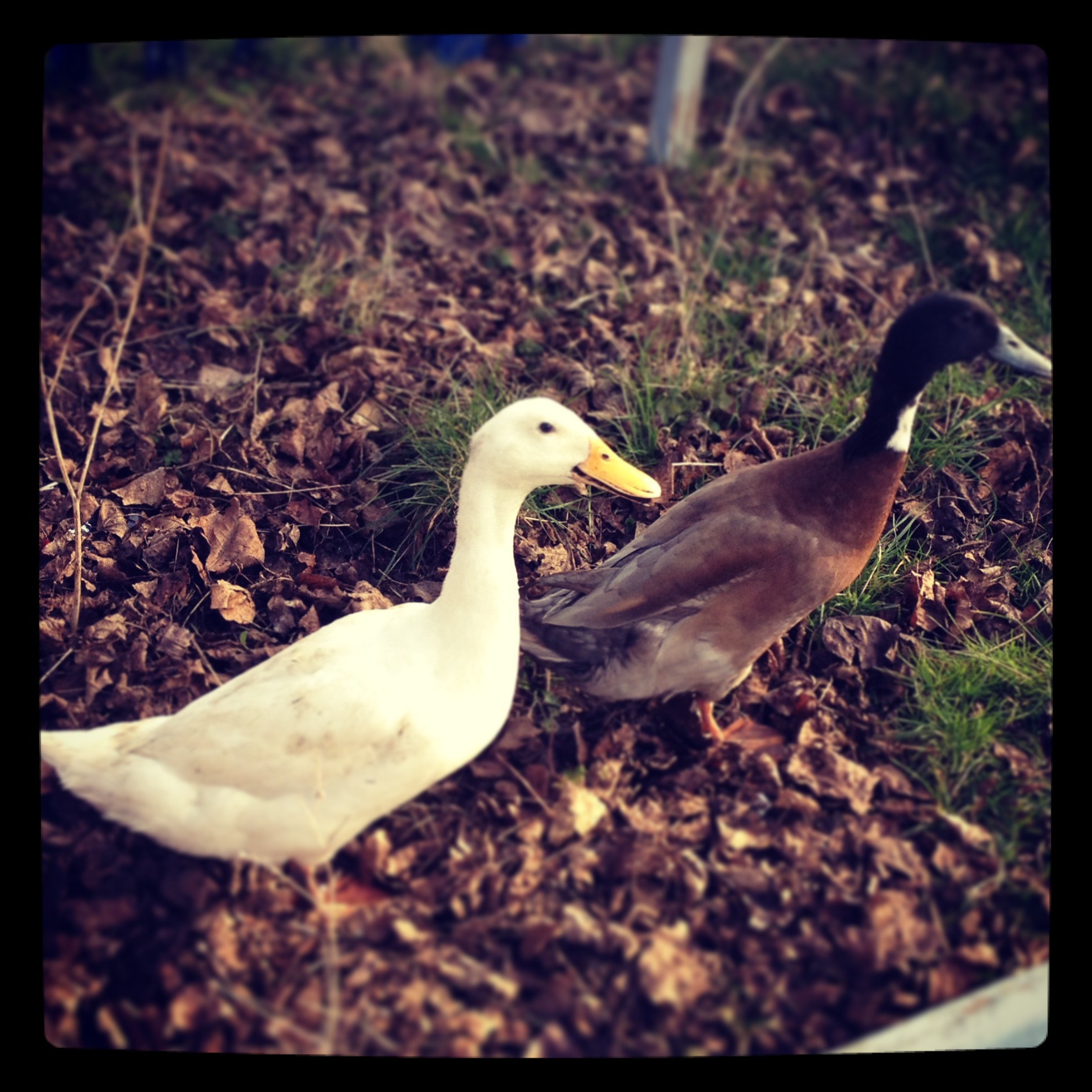 Parsley (white)
Titanium (grey)