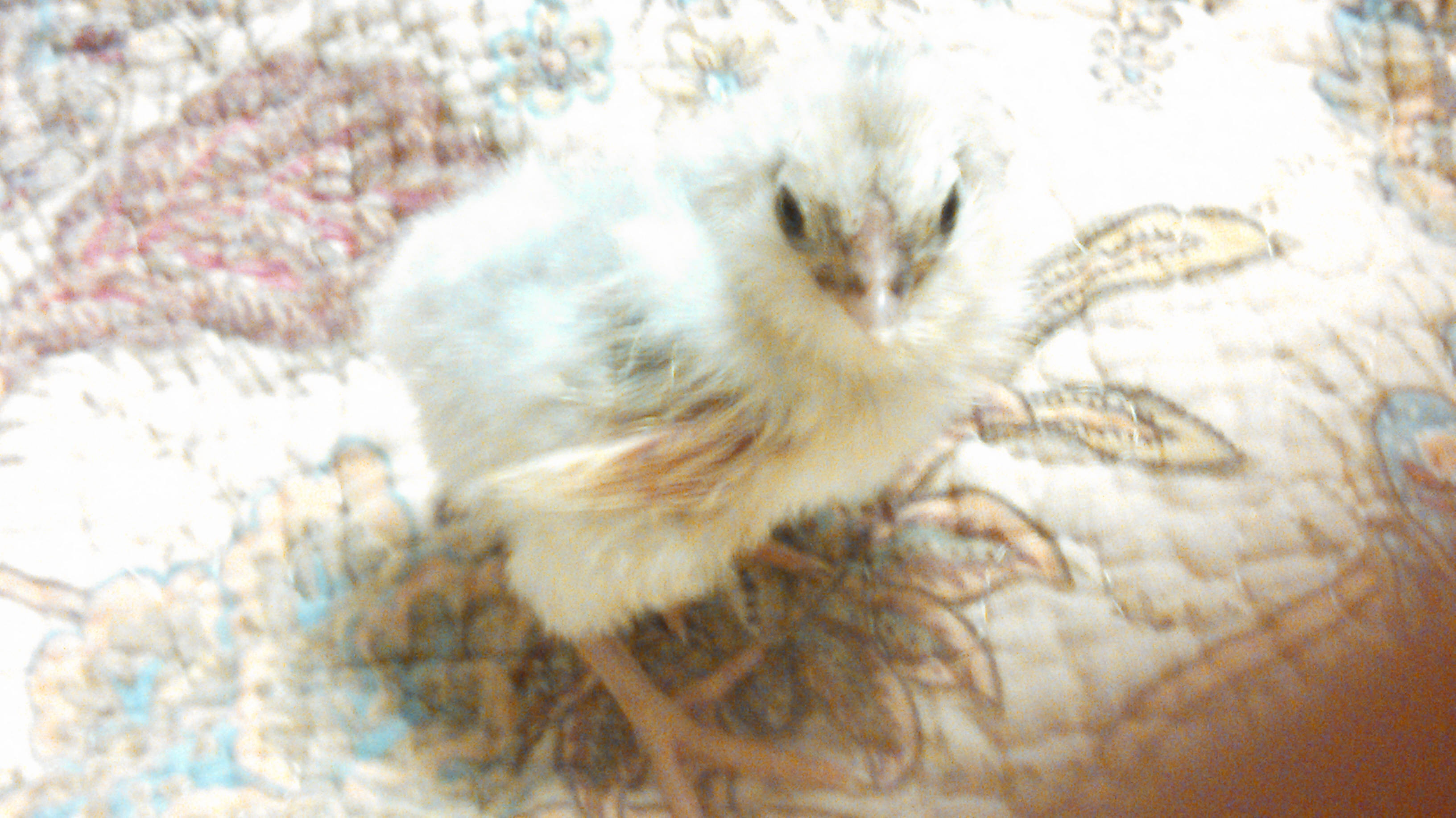 Part Am. Appears white with yellow legs and light grey spot on top of head.


Name:Vanilla