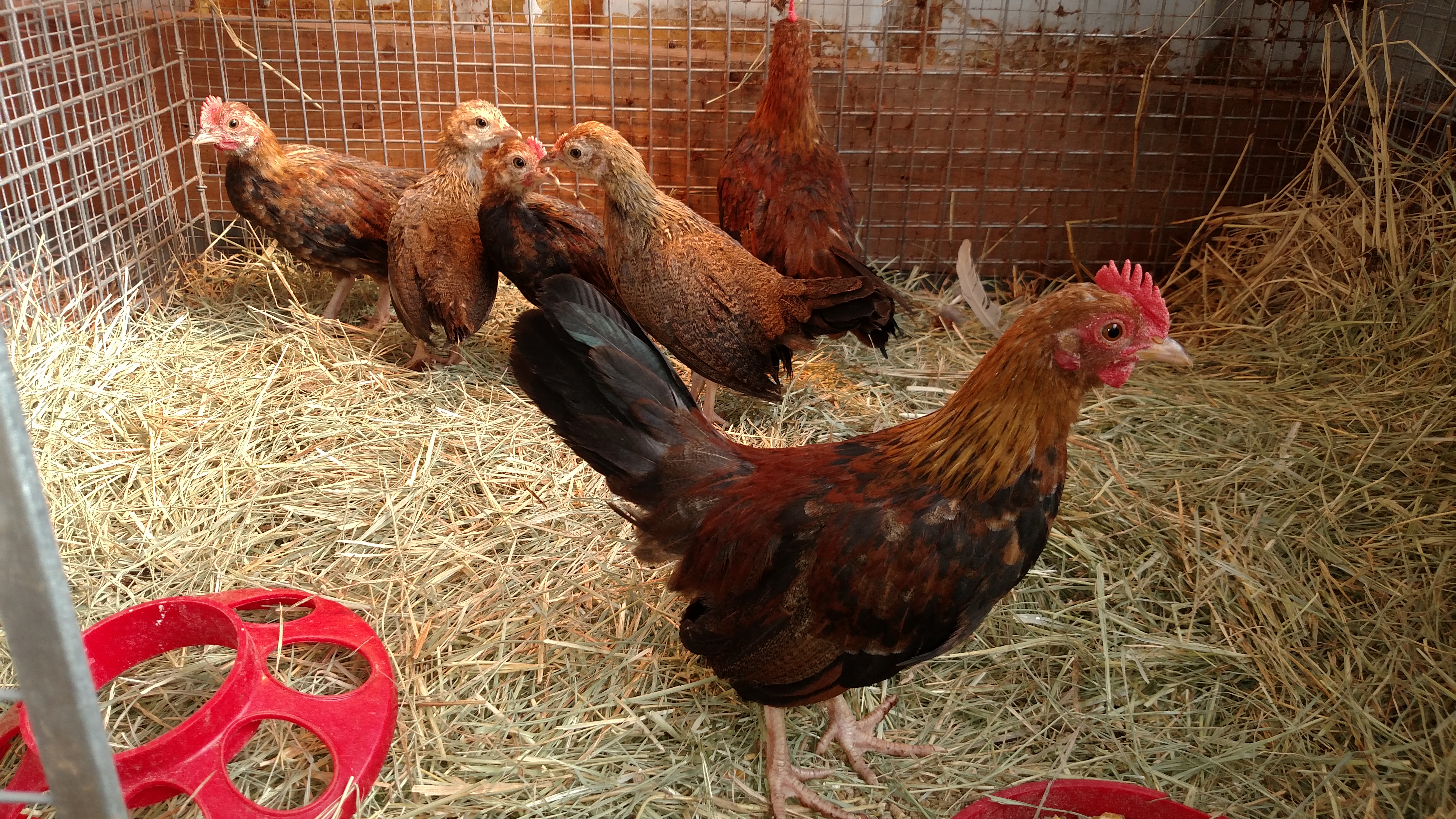 Part of first group of chicks I hatched and raised myself.  Approx 2-3 months old.