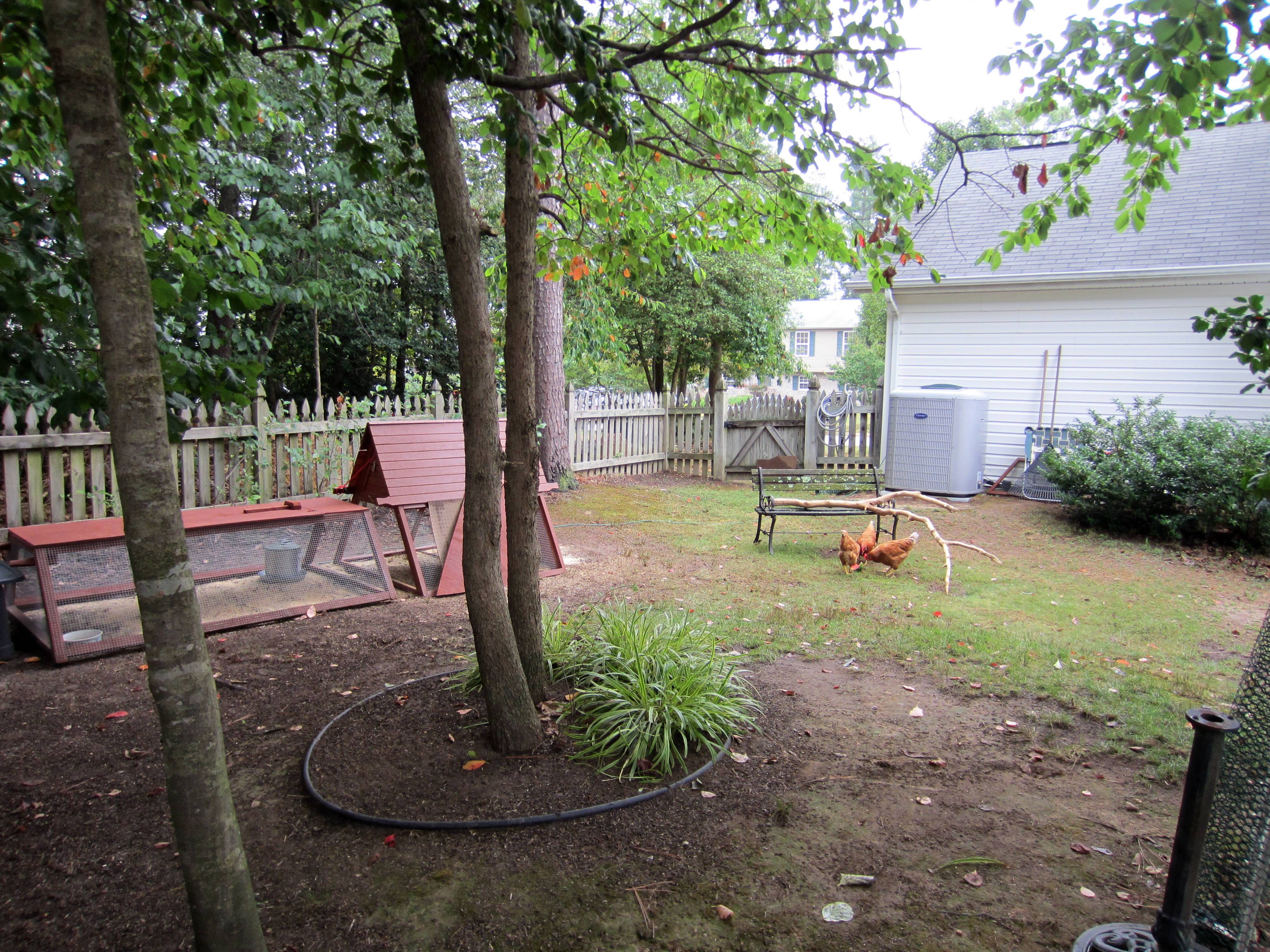 Part of my back yard fenced off for the girls to roam about under my supervision.