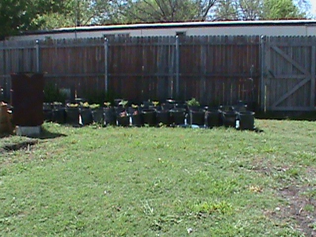 Part of my container garden.  Ground is too hard here.