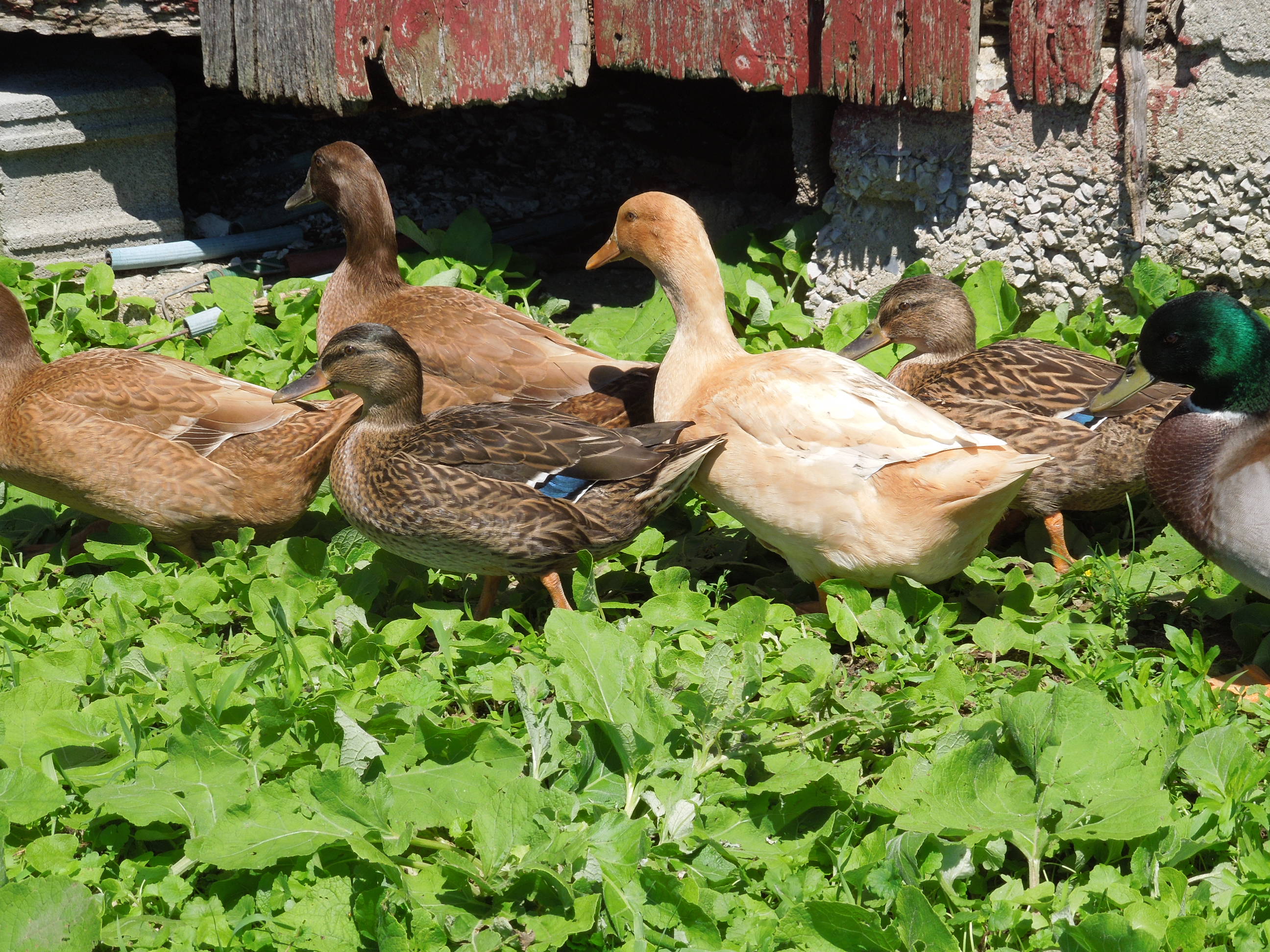 Part of my flock of 9 ducks