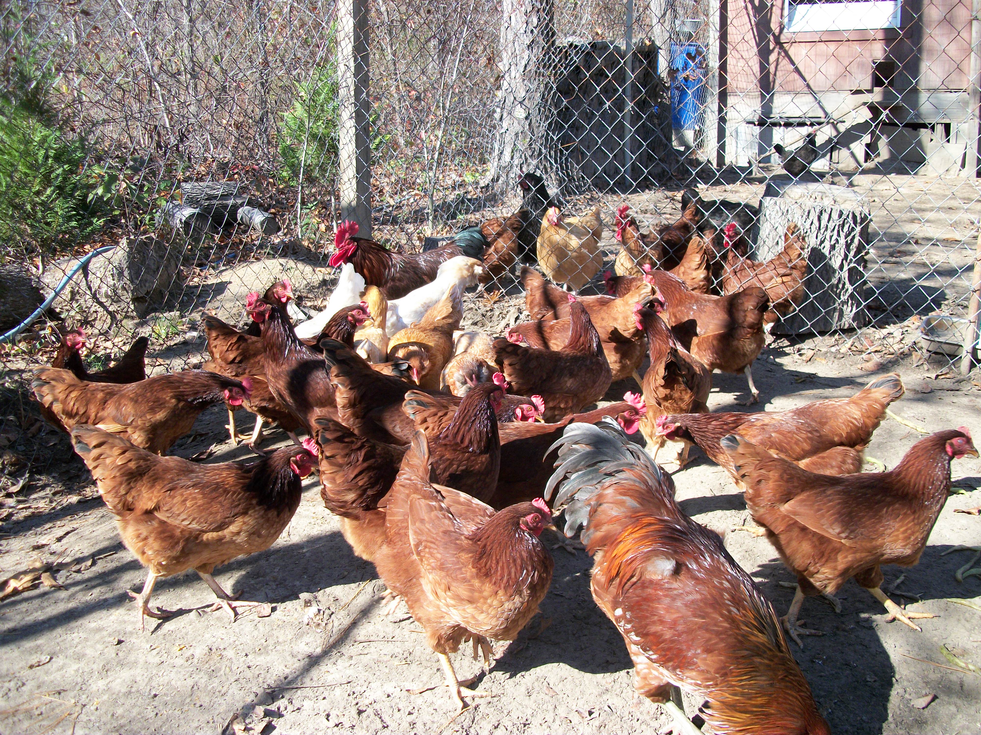 Part of my flock