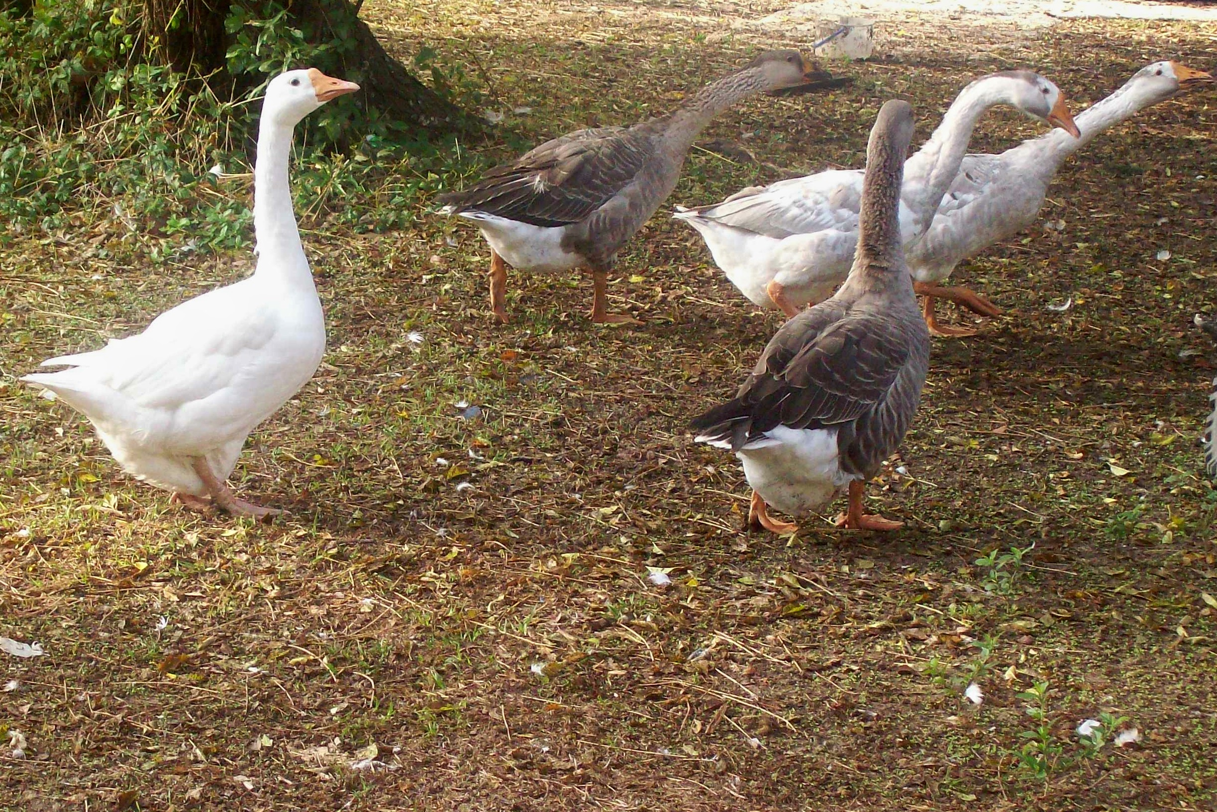 Part of my flock