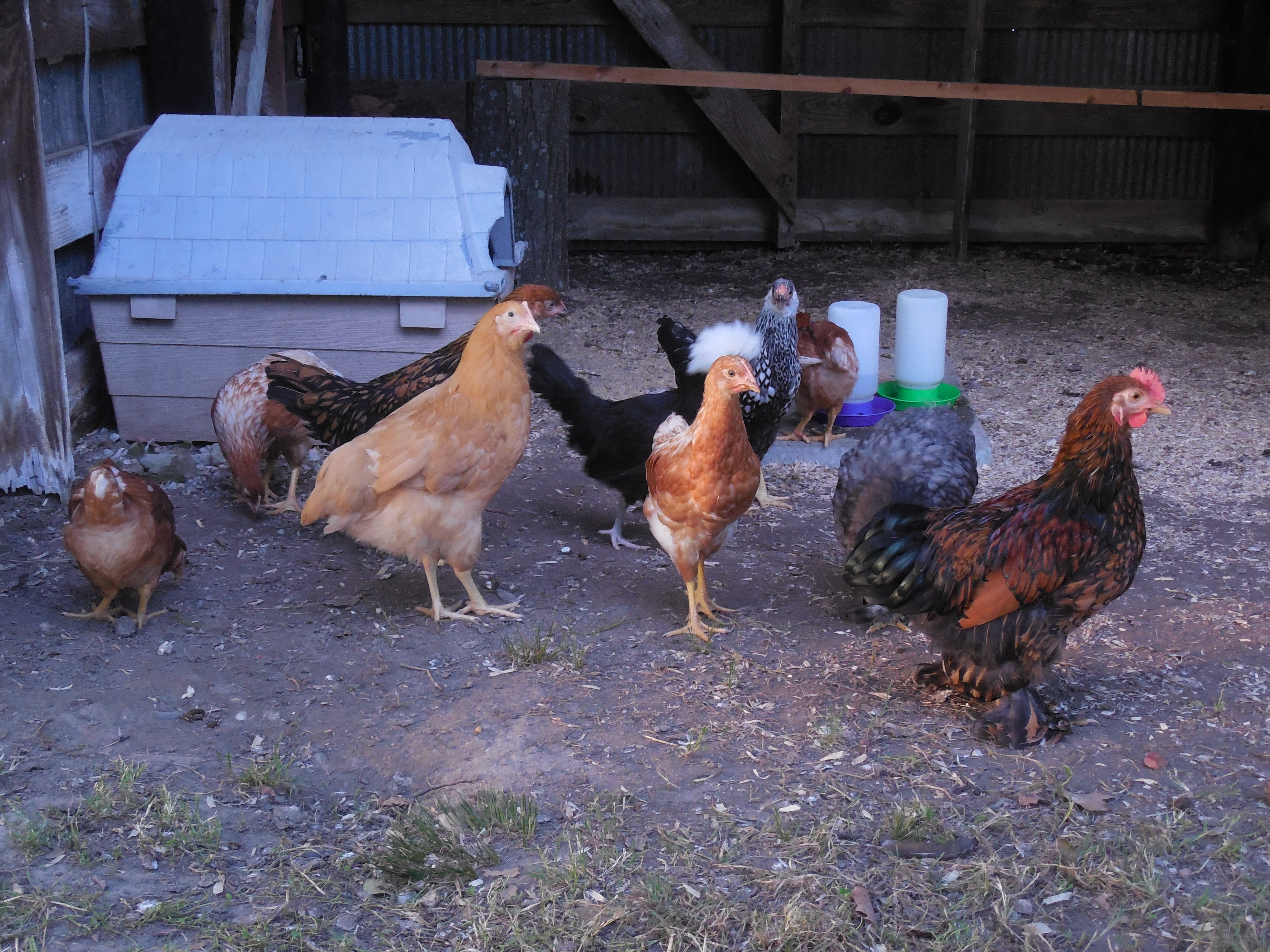 Part of my flock