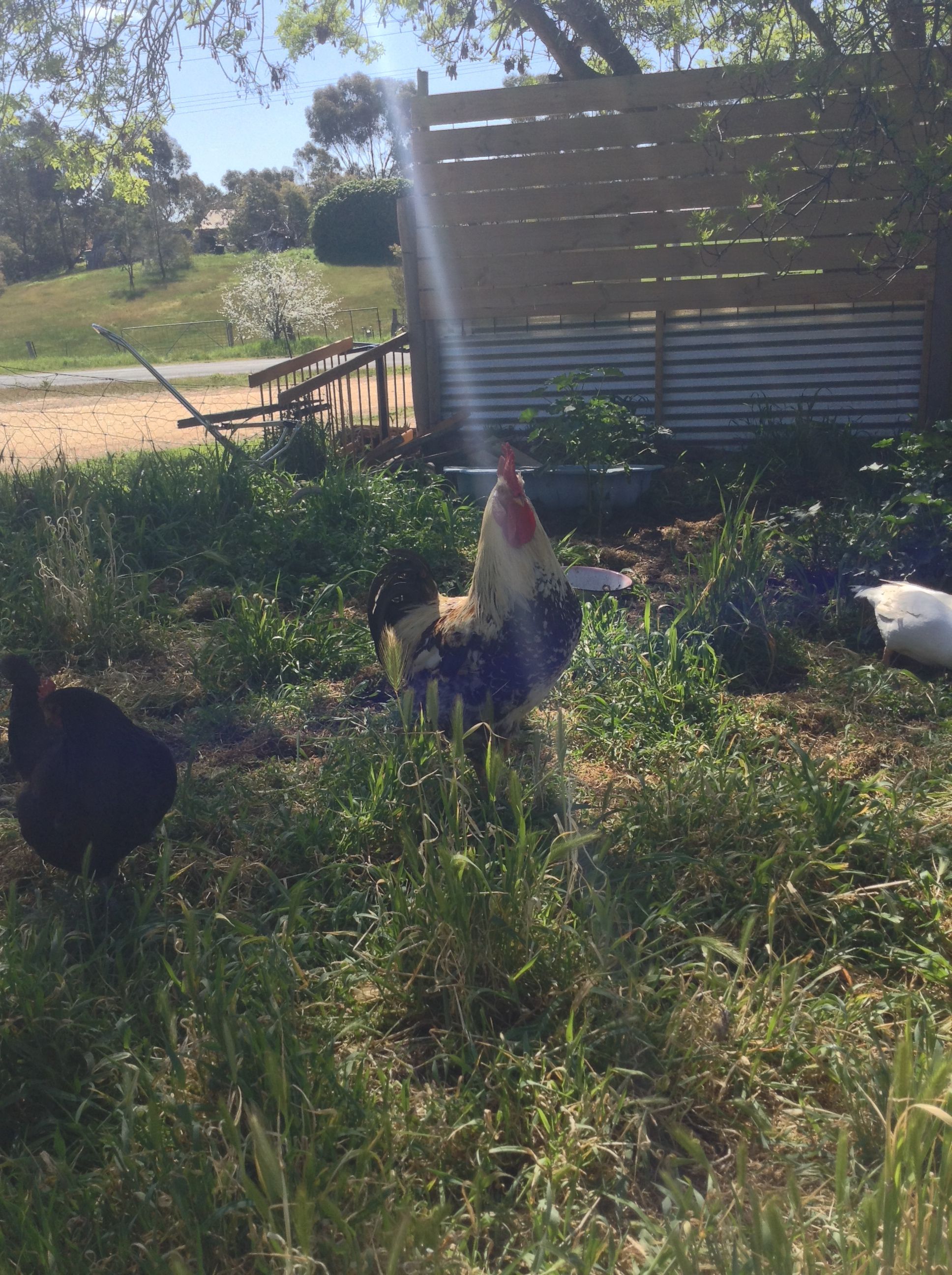 Part of my flock!