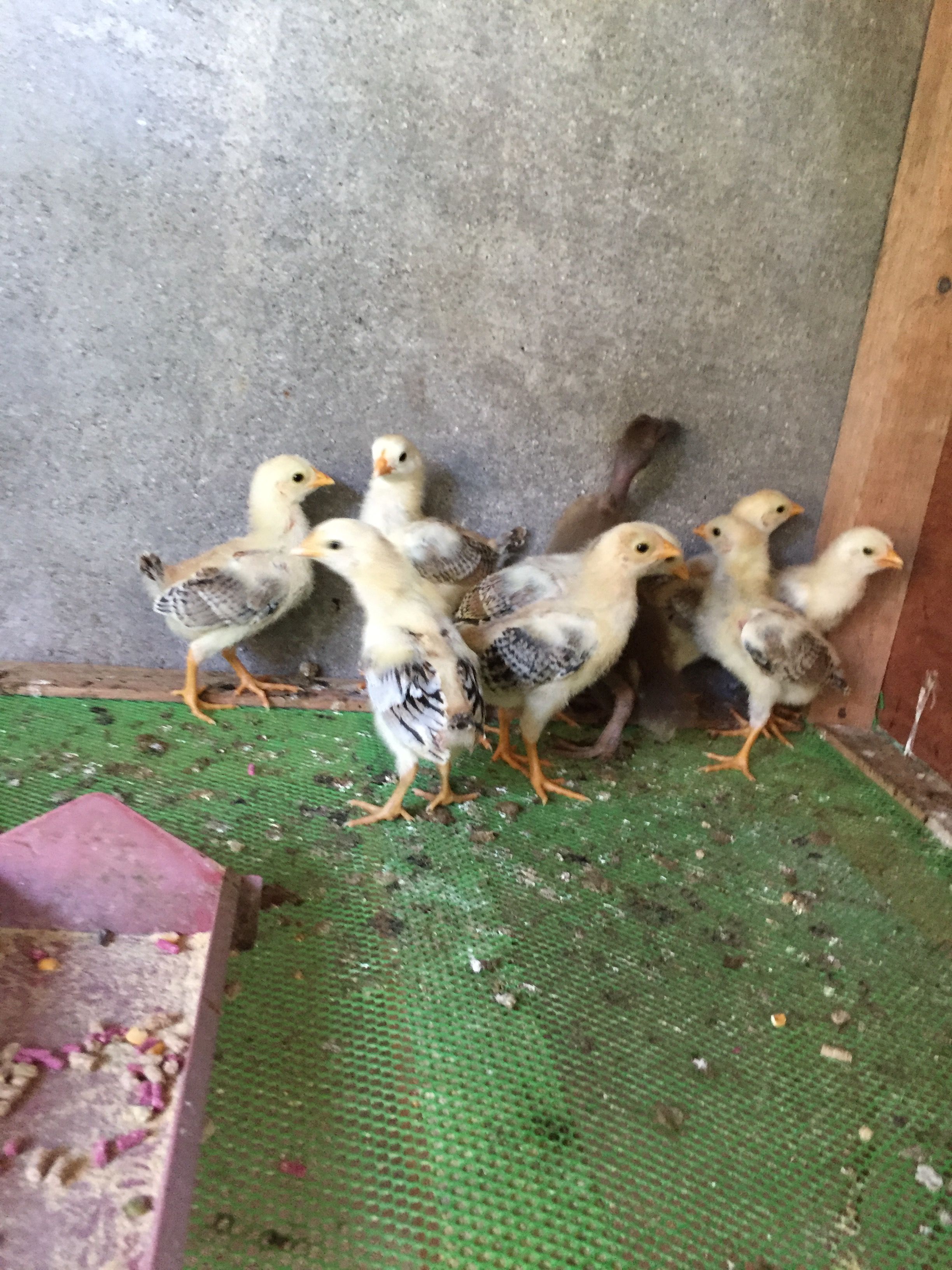 part of my growing stock? More in my new/used incubator