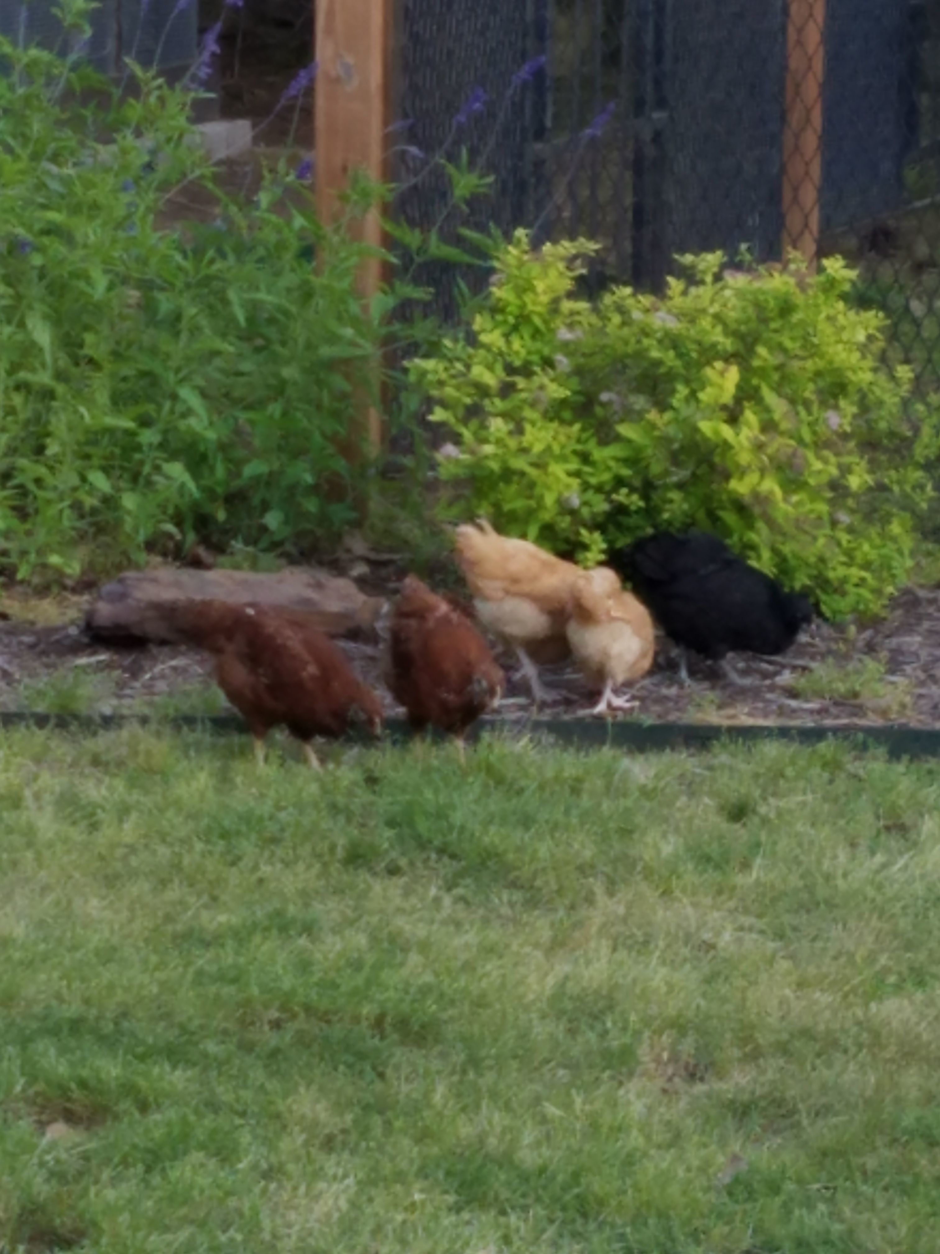 Part of the flock, about 6 weeks old.  2 RIR, 2 Buff Orpington, 1 Black Australorp