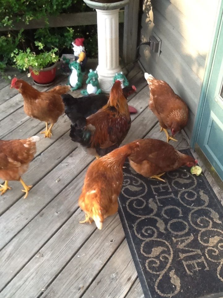 Part of the flock begging at the back door.