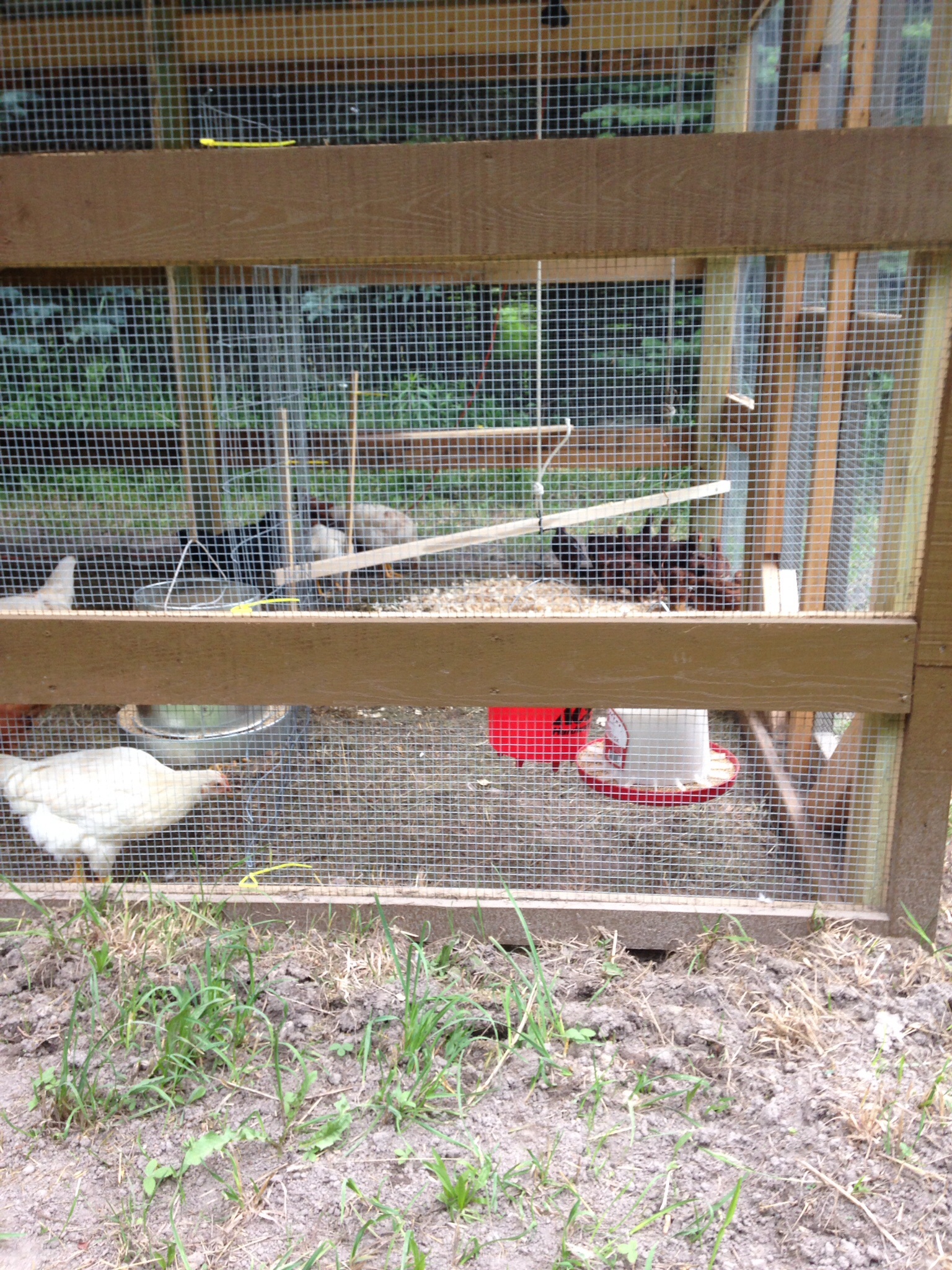 Partitioned off an area in the run for the RIR's, they are about 7 weeks younger than the rest. I lost a chick 1-1/2 weeks ago when I introduced them loose.