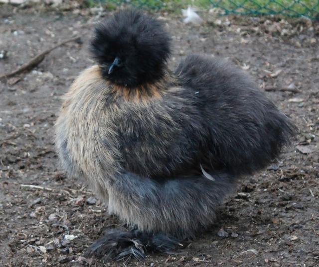 Partridge - 20 weeks