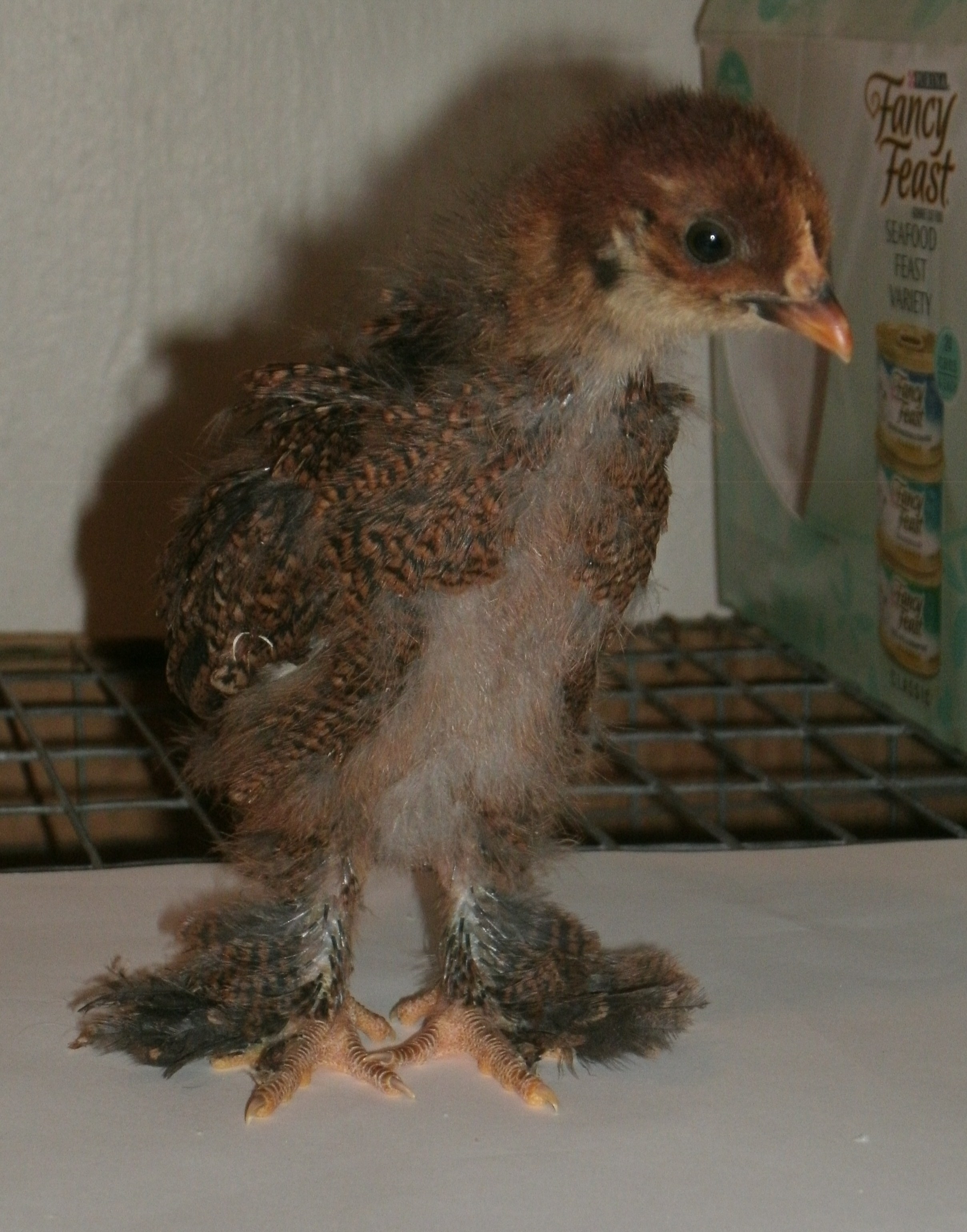 partridge bantam Cochin