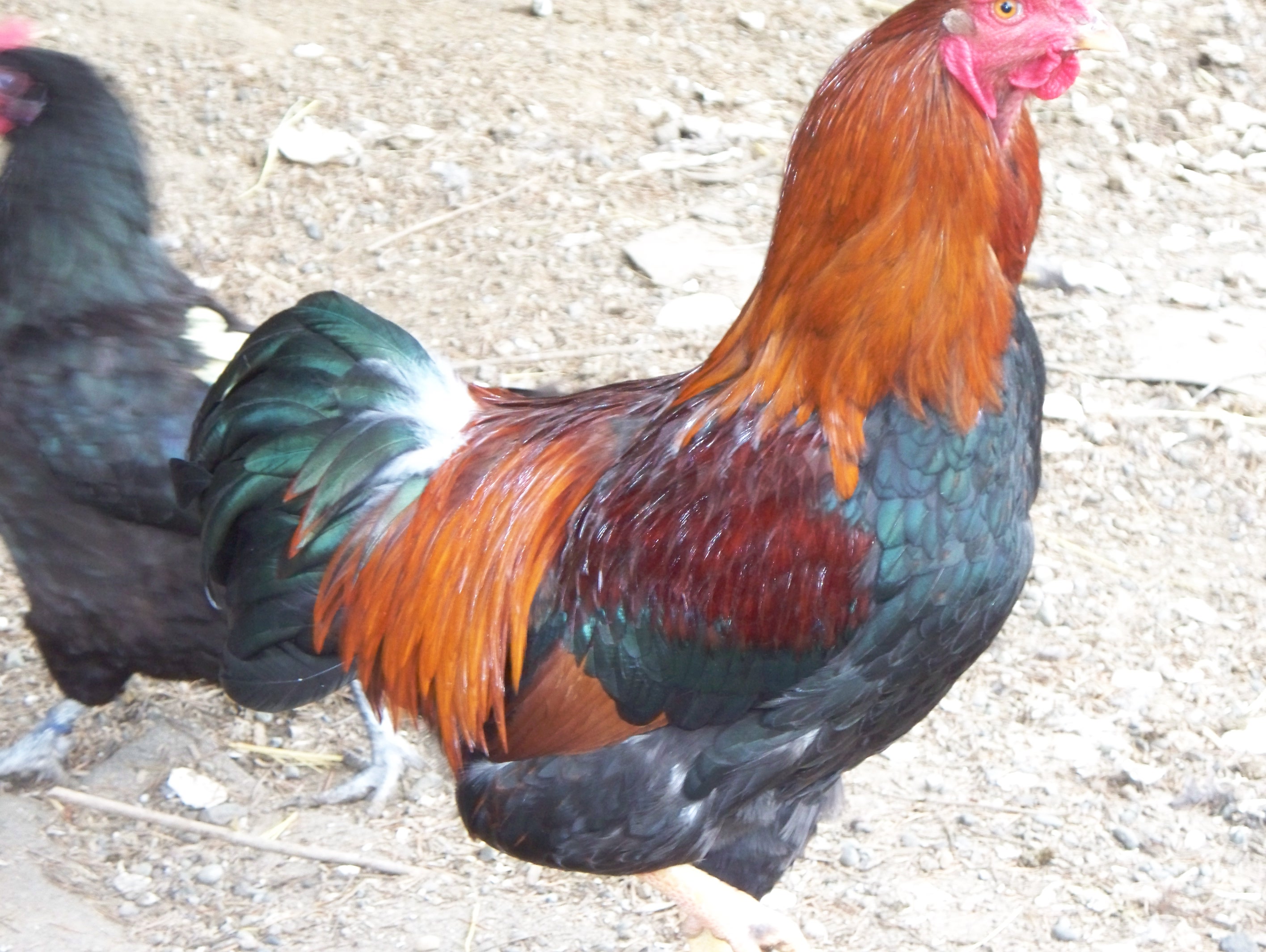 Partridge Chantecler