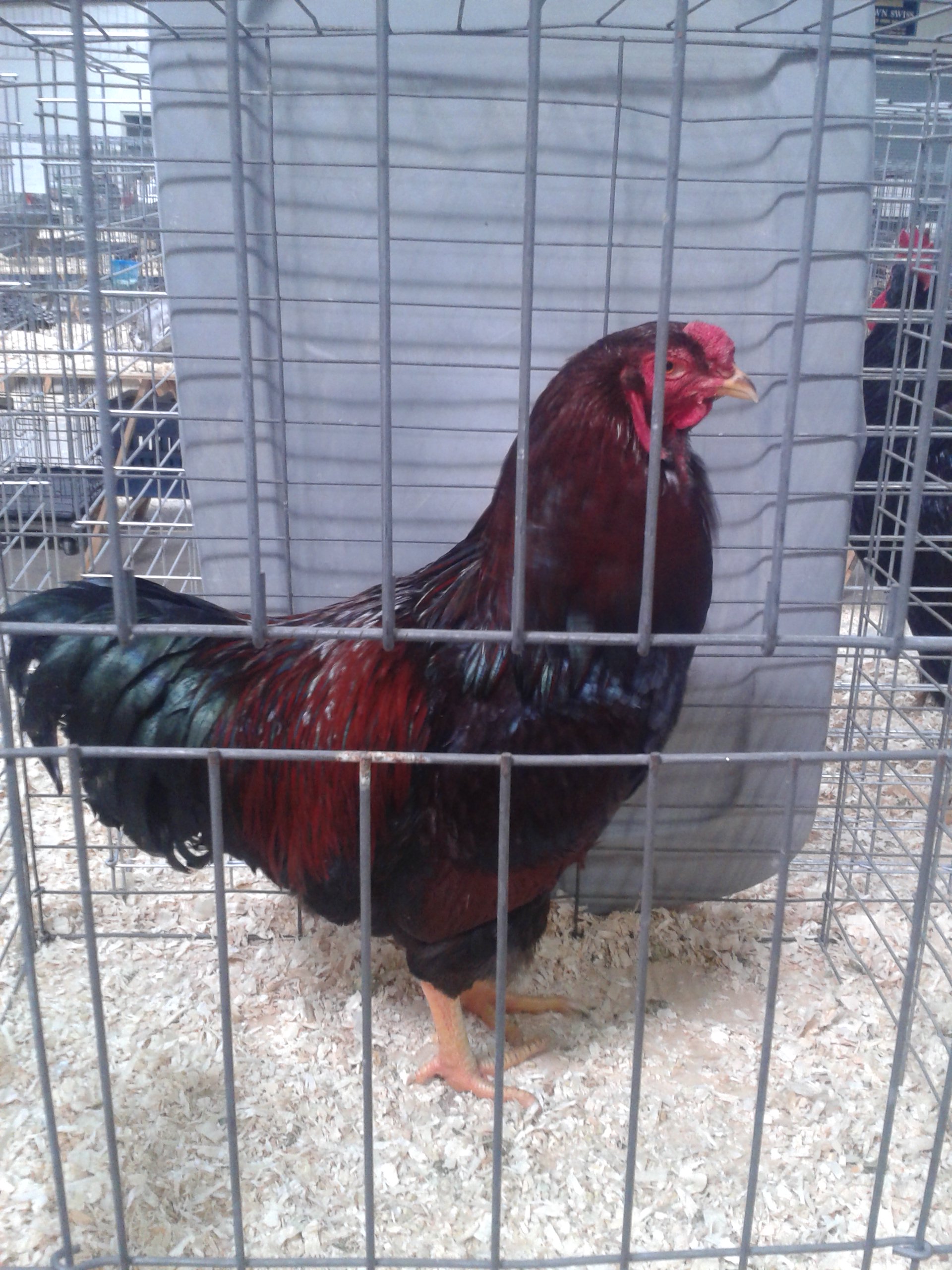 Partridge Chantecler