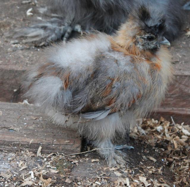 Partridge chick - 7 weeks