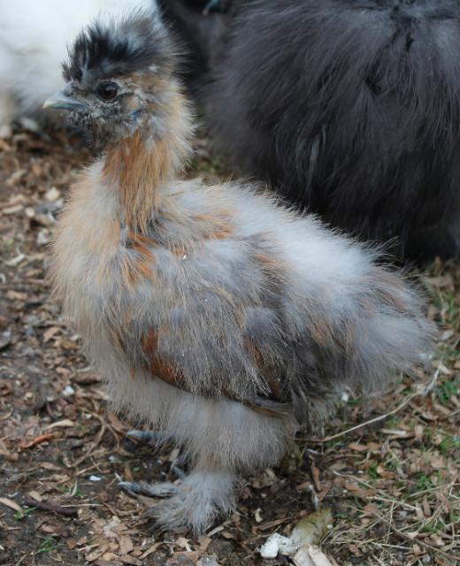 Partridge chick - 7 weeks