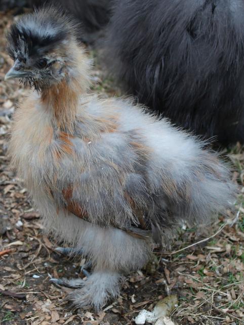 Partridge chick - 7 weeks