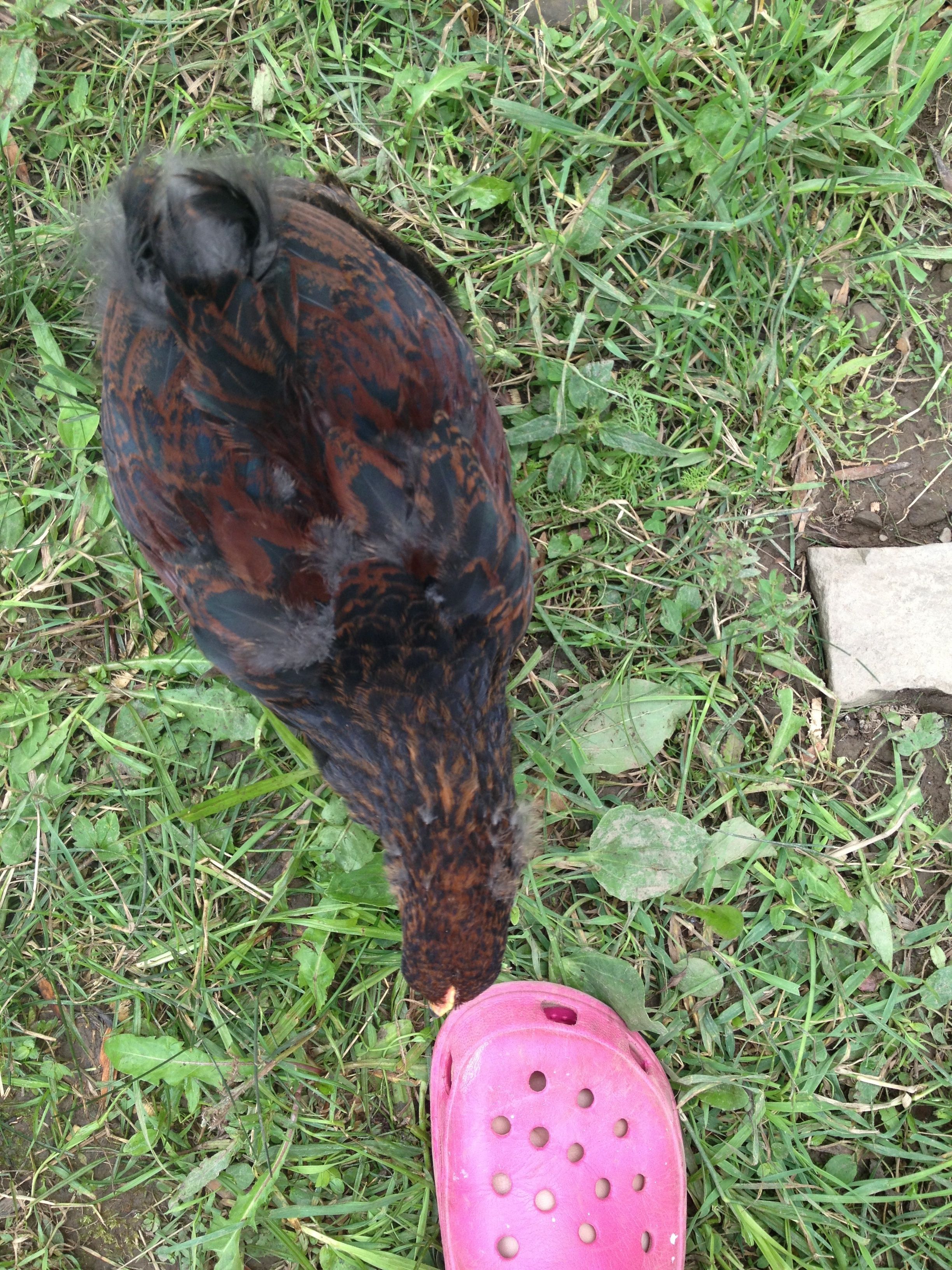 Partridge Cochin Cockerel - Sal