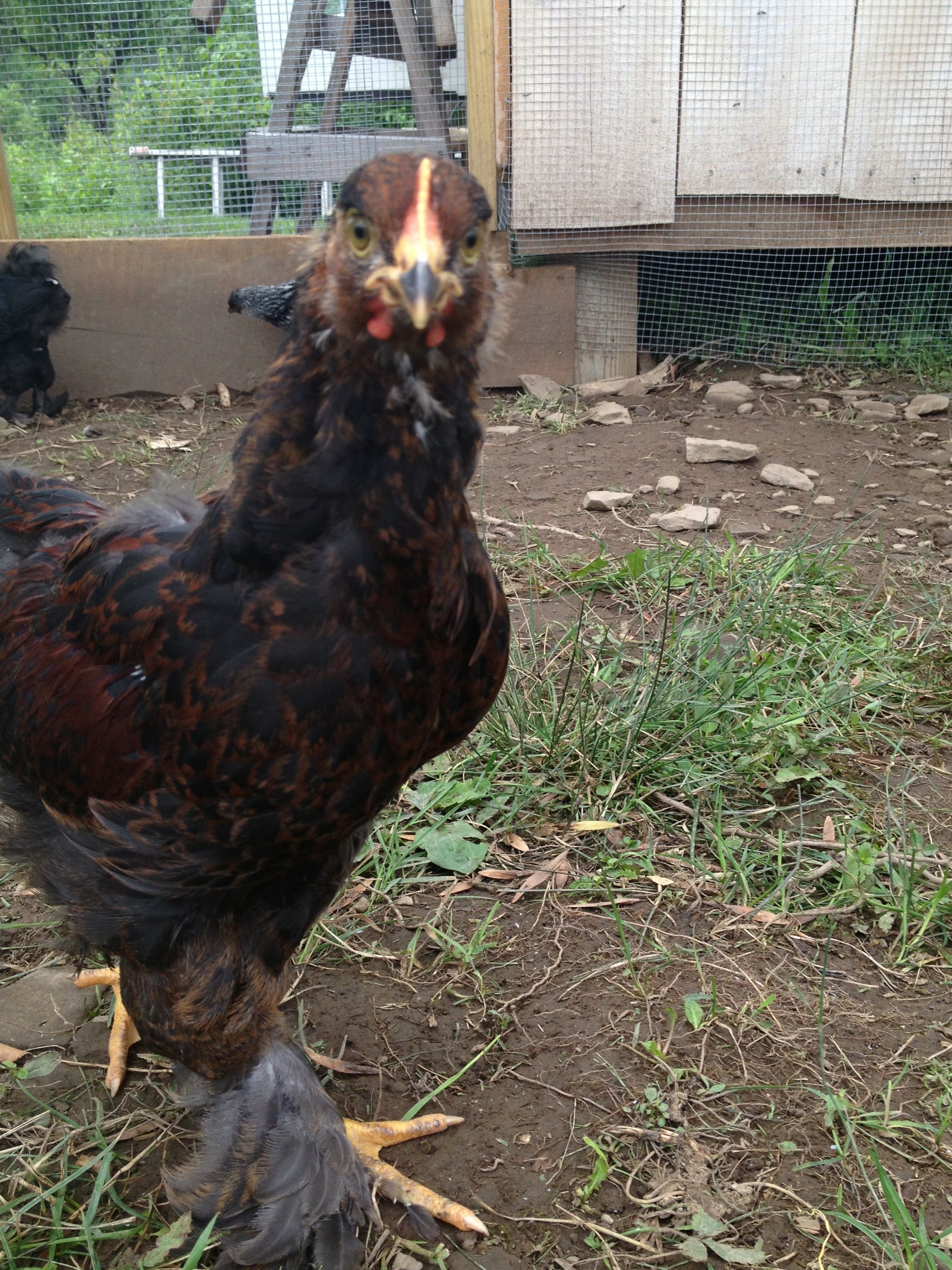 Partridge Cochin Cockerel - Sal