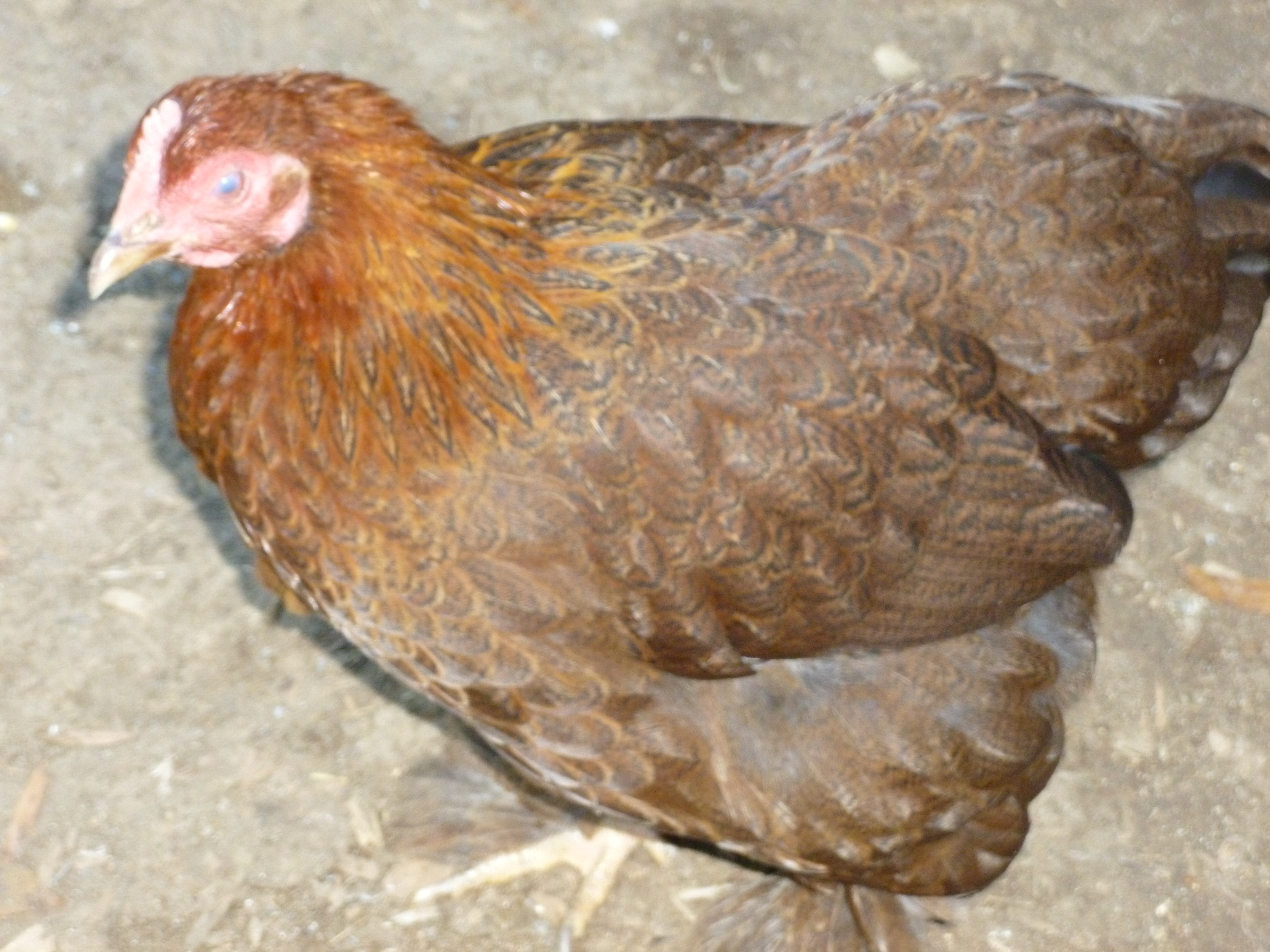 Partridge Cochin Hen