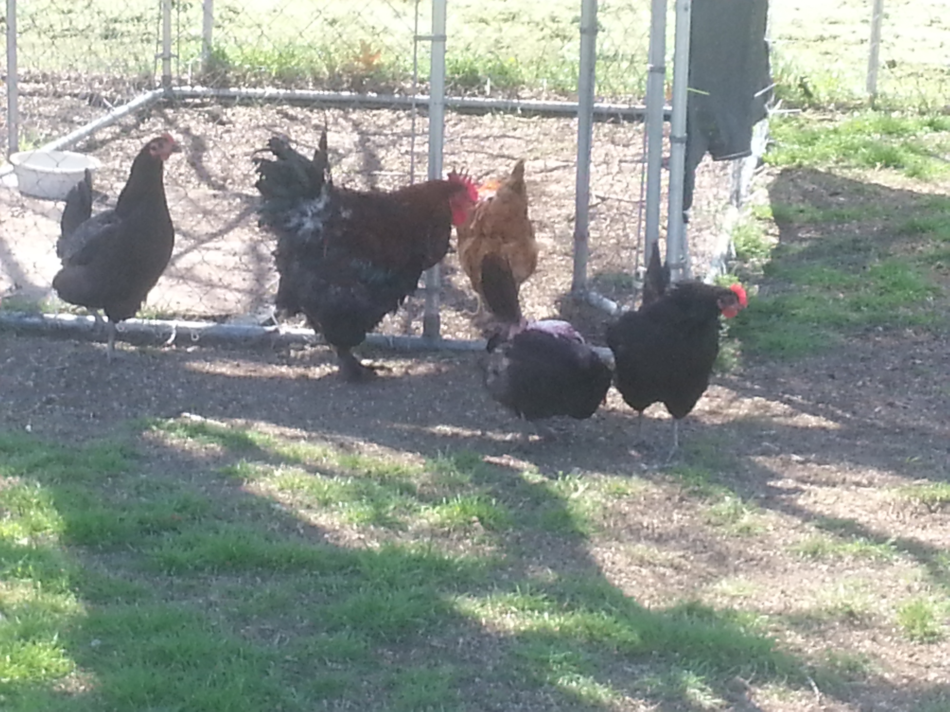 Partridge Cochin rooster "Cowboy" and a few of the ladies