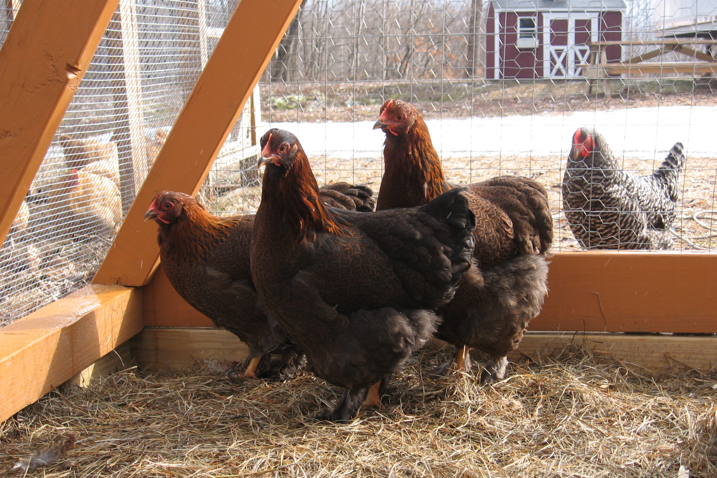 Partridge Cochins with Barred Rock and Buff Orpingtons in the