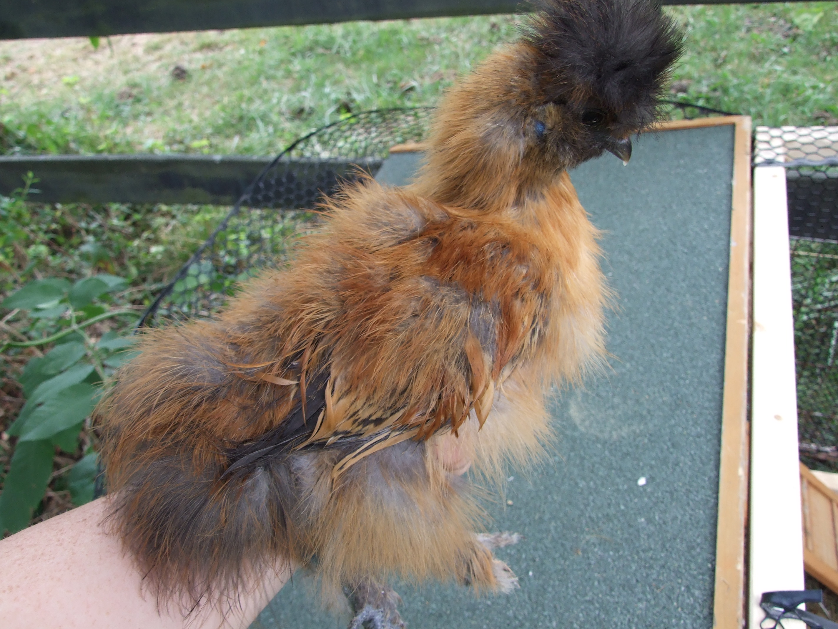 partridge cockerel