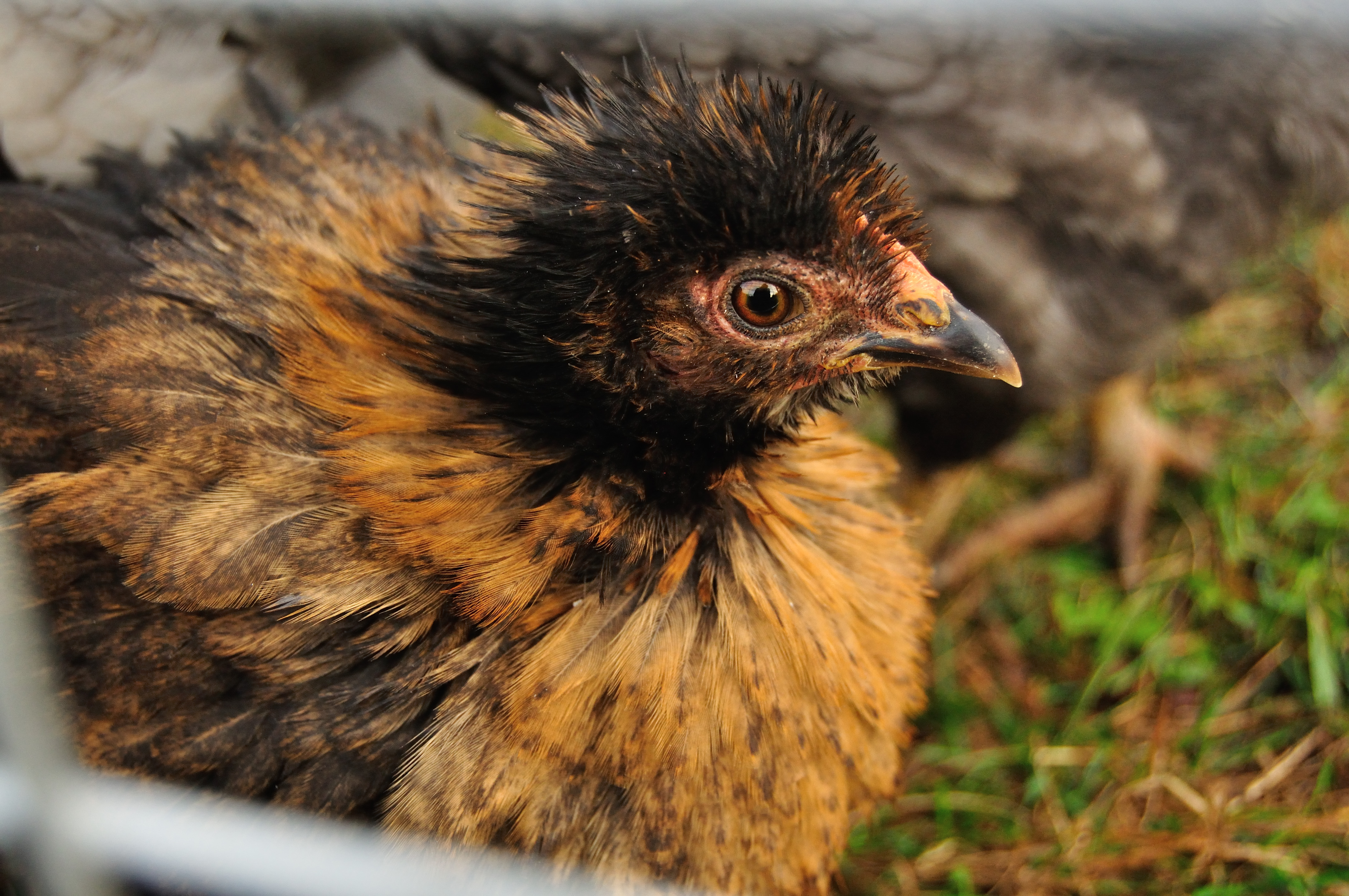 Partridge Frizzle Cockerel?