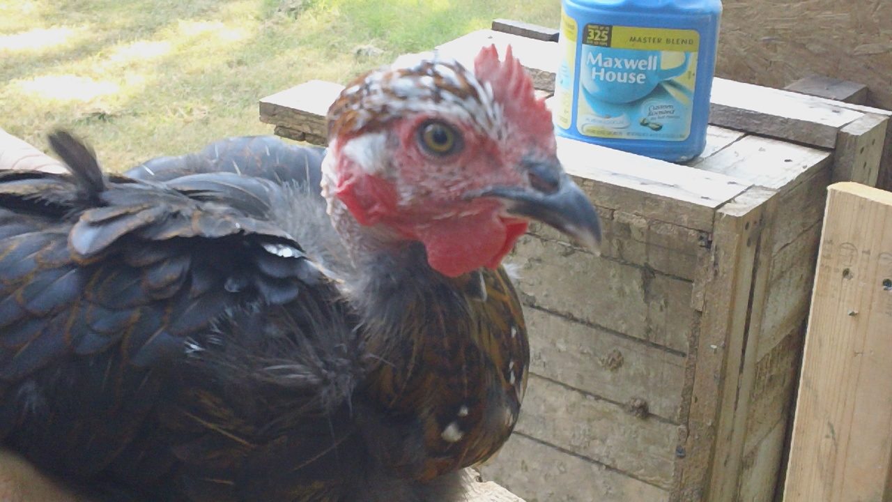 Partridge/ Mottled