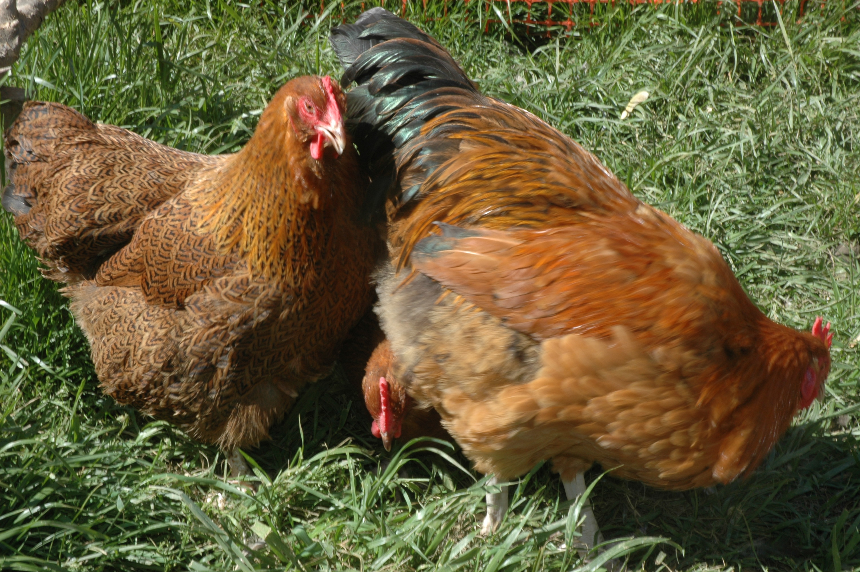 Partridge Orpingtons