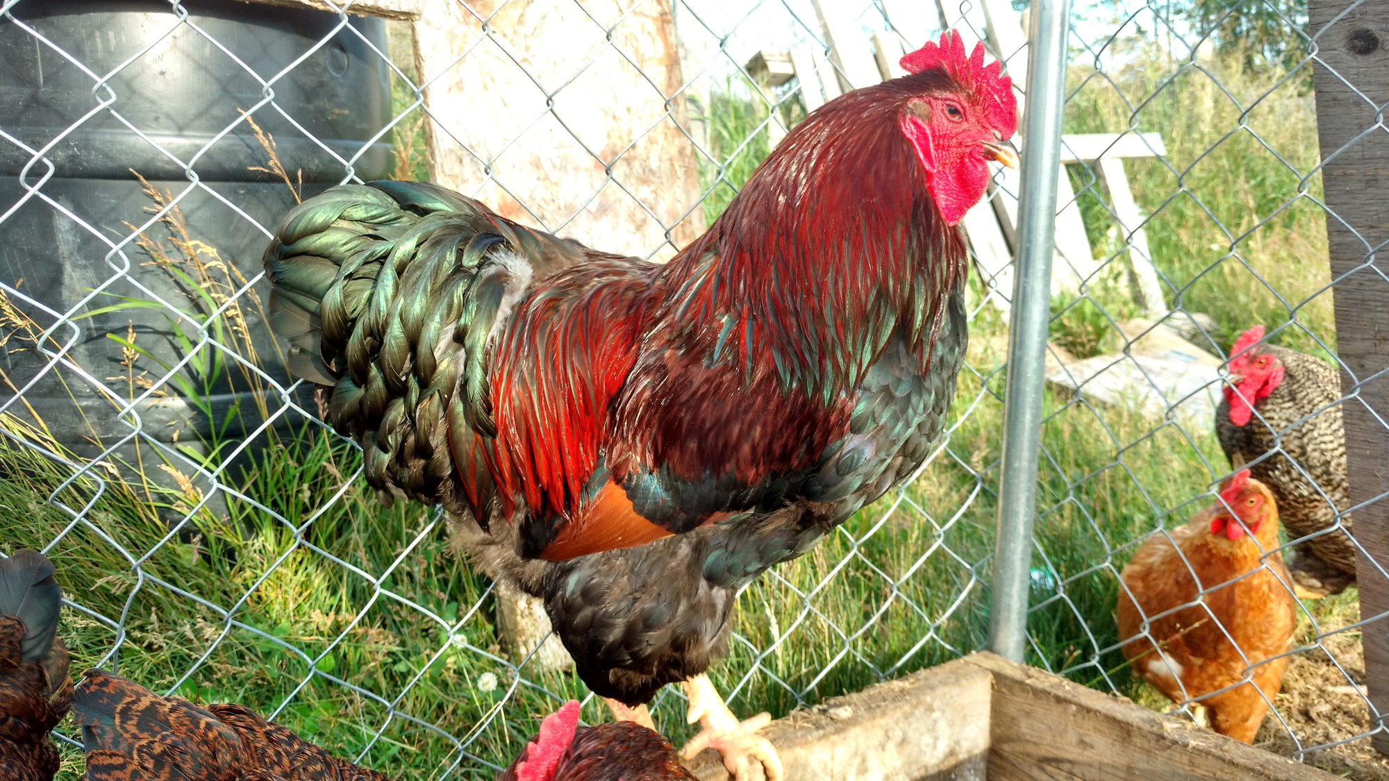 Partridge Plymouth Rock Cockerel