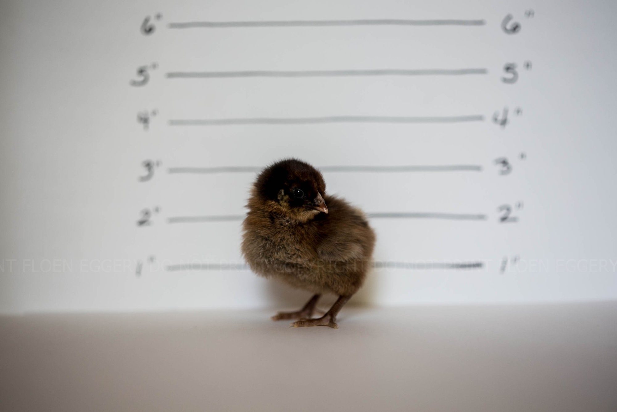 PARTRIDGE PLYMOUTH ROCK