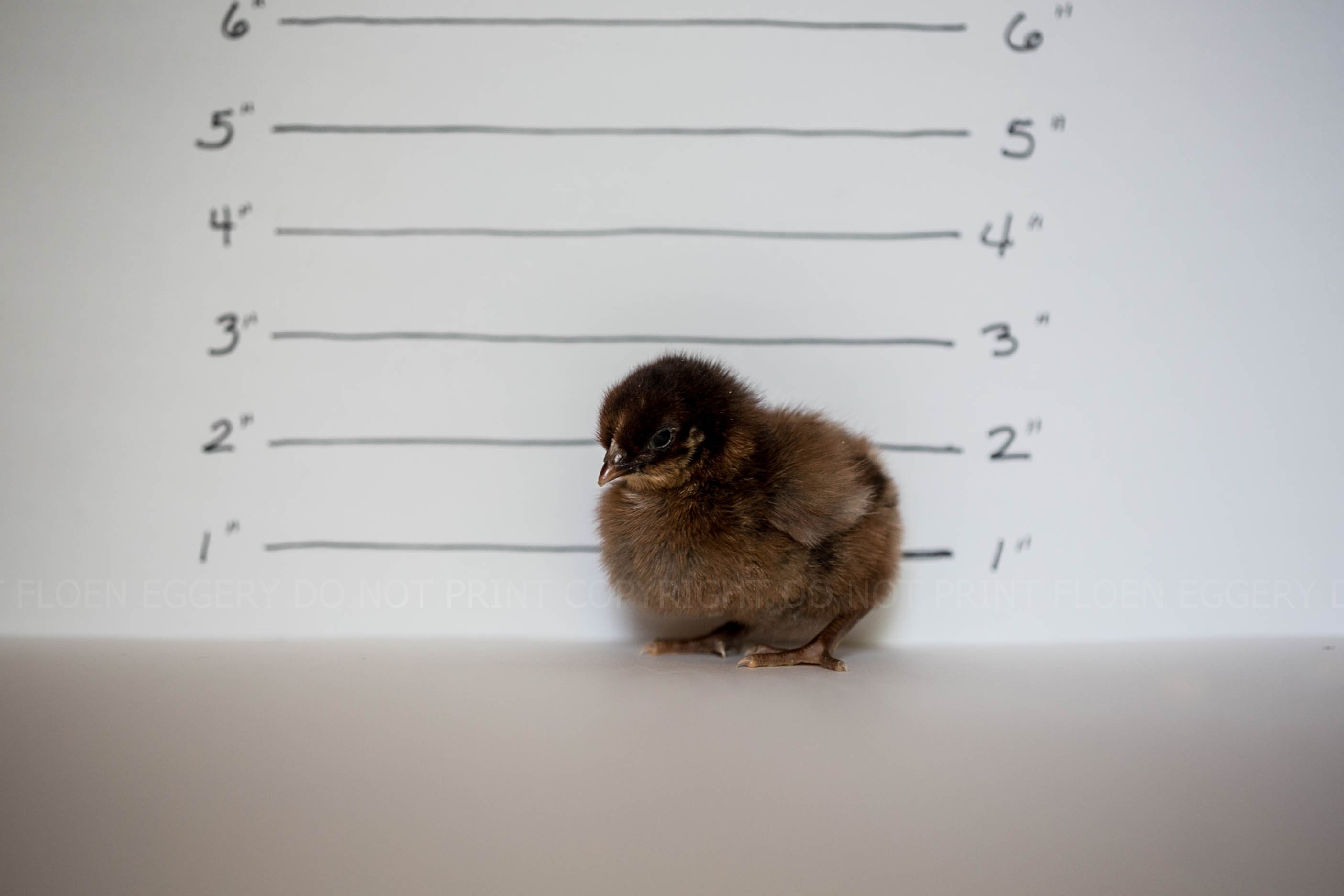 PARTRIDGE PLYMOUTH ROCK