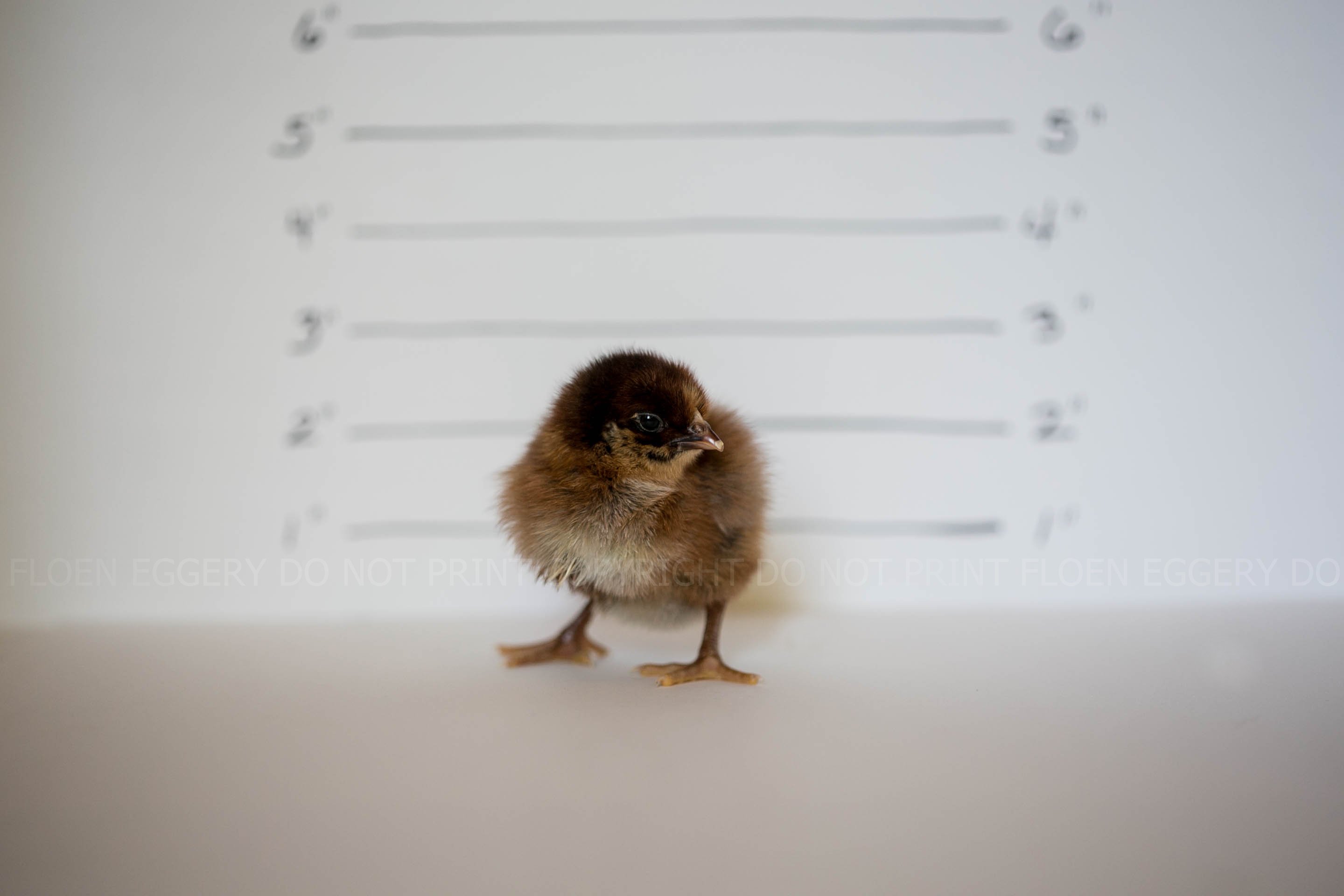 PARTRIDGE PLYMOUTH ROCK