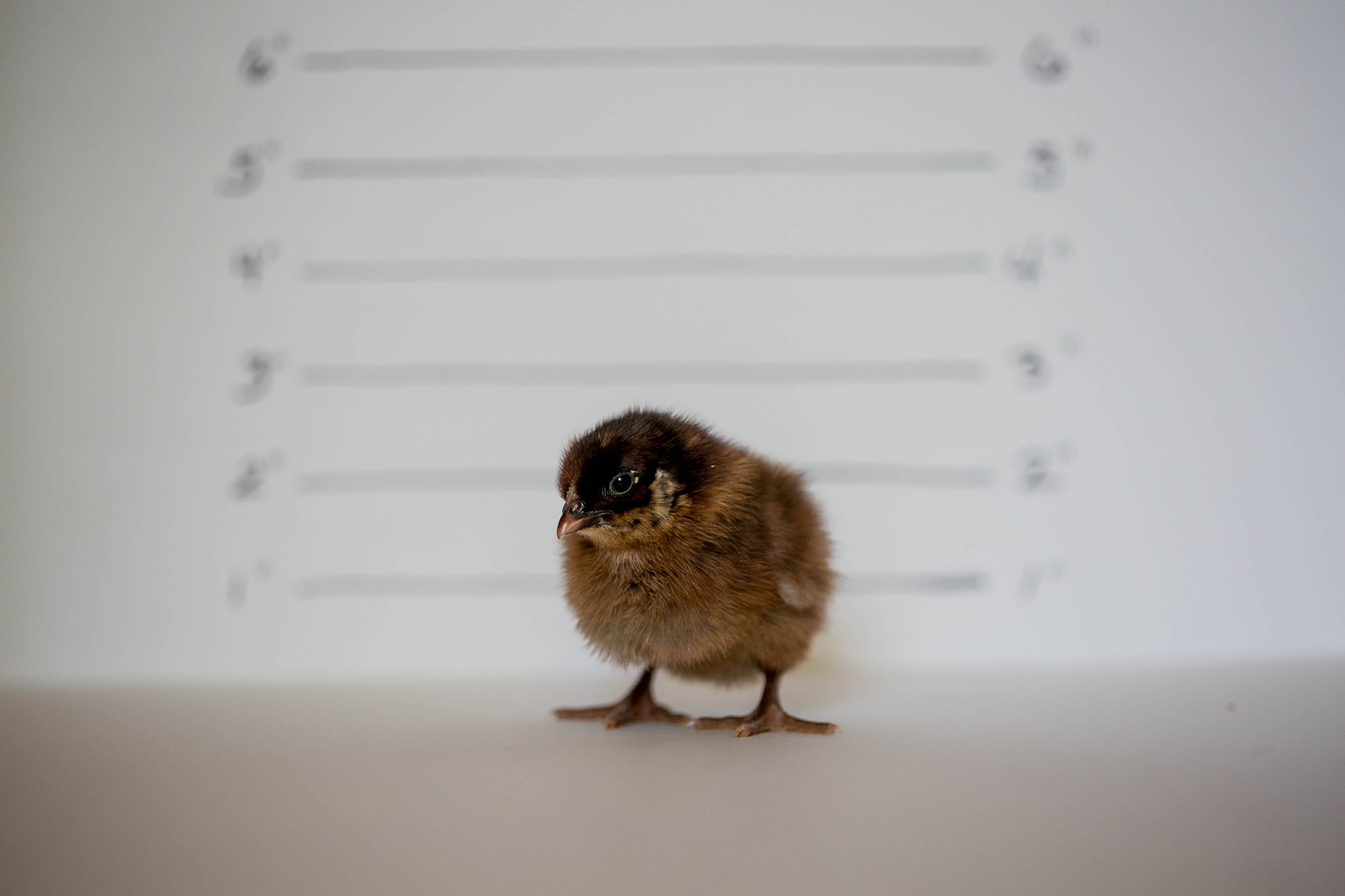 PARTRIDGE PLYMOUTH ROCK