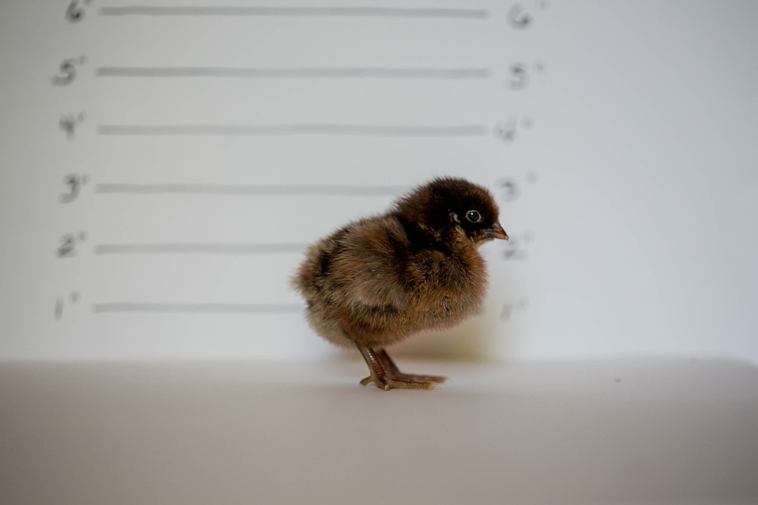 PARTRIDGE PLYMOUTH ROCK