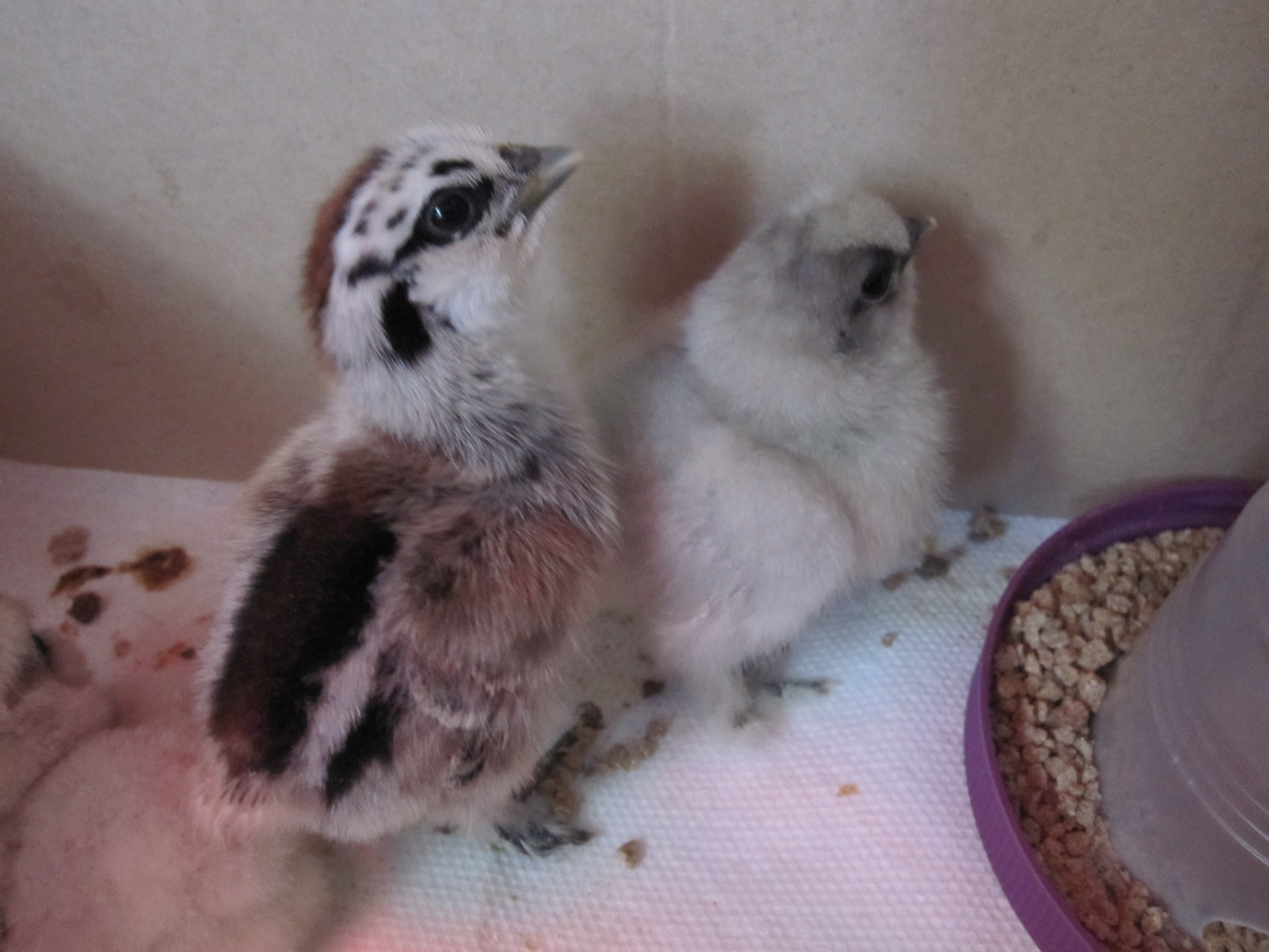 Partridge showed up as a surprise!!
