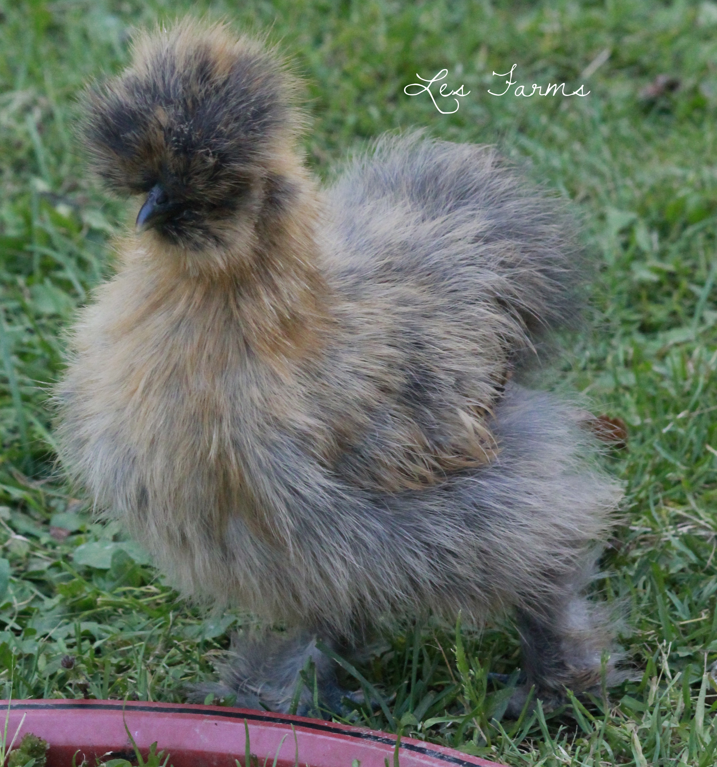 Partridge Silkie 9 weeks