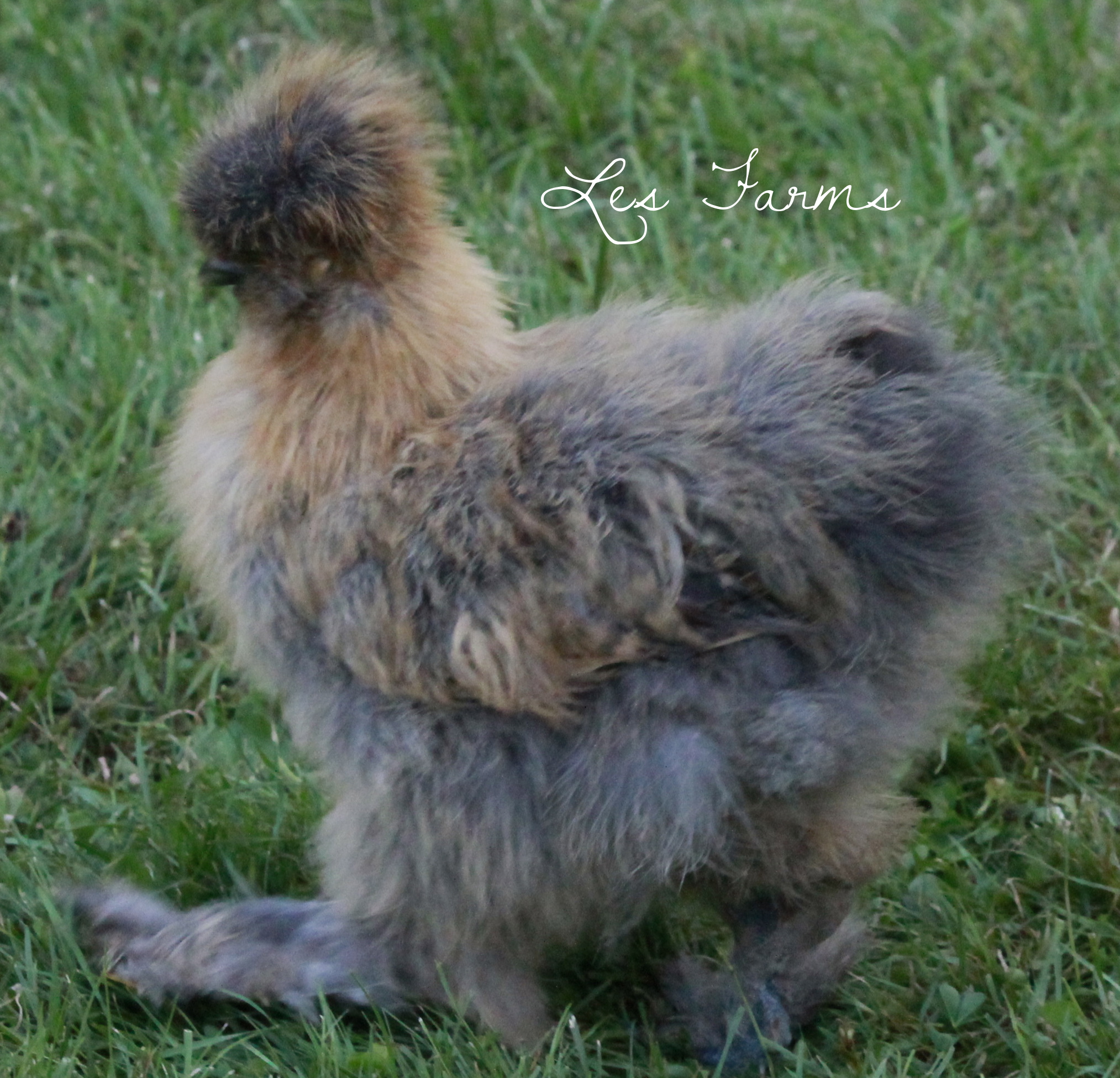 Partridge Silkie 9 weeks