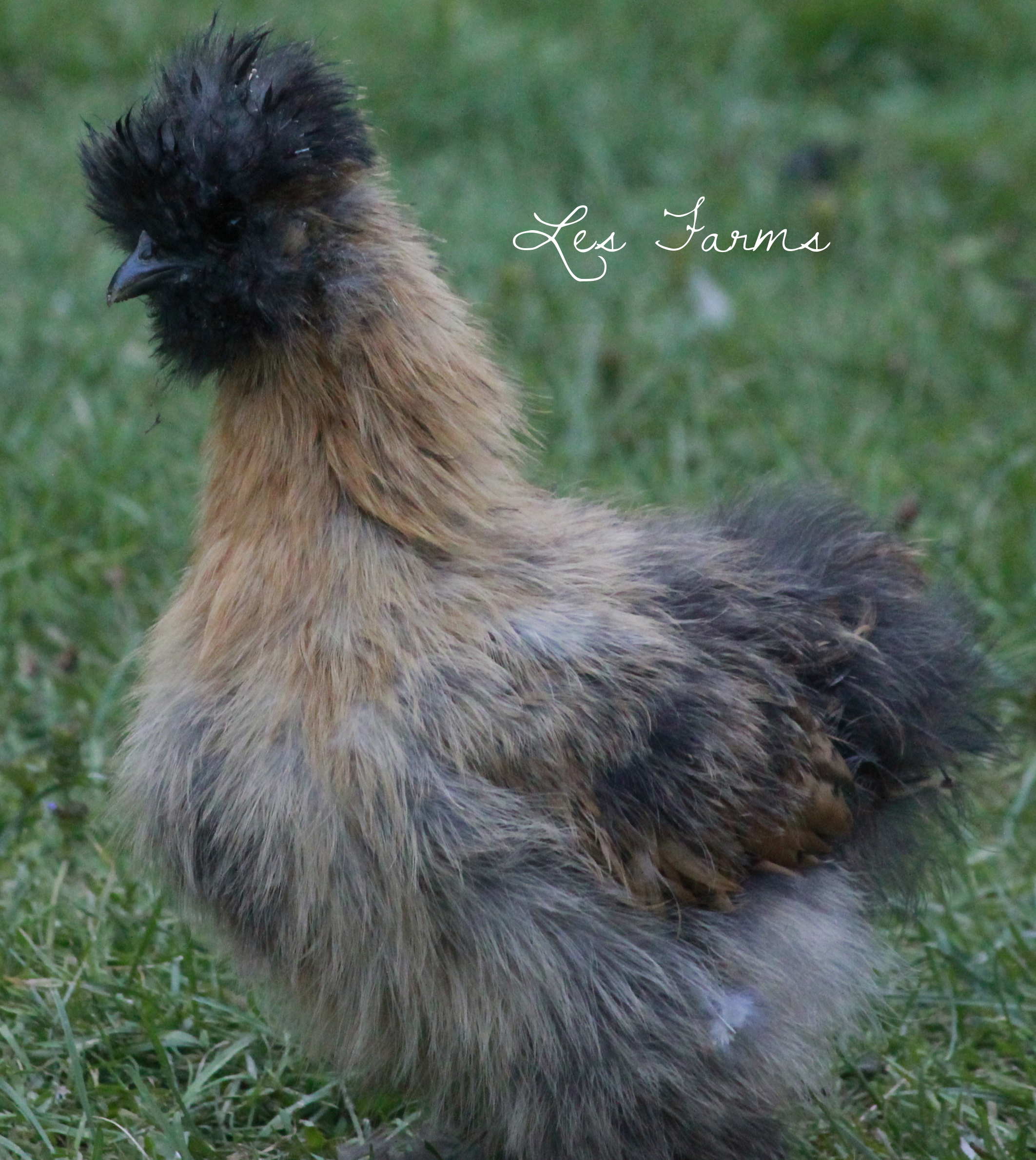 Partridge Silkie 9 weeks