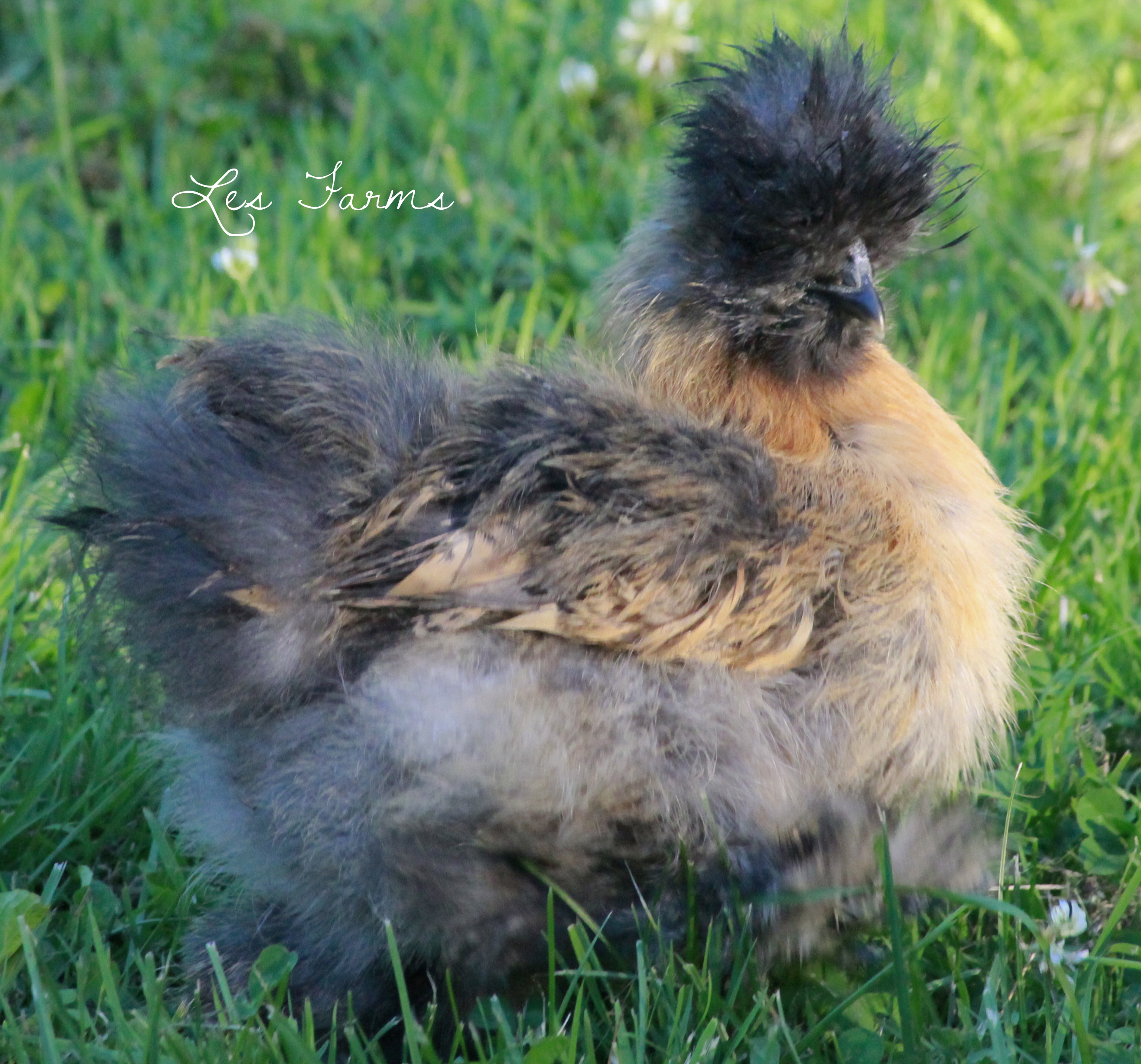 Partridge Silkie 9 weeks