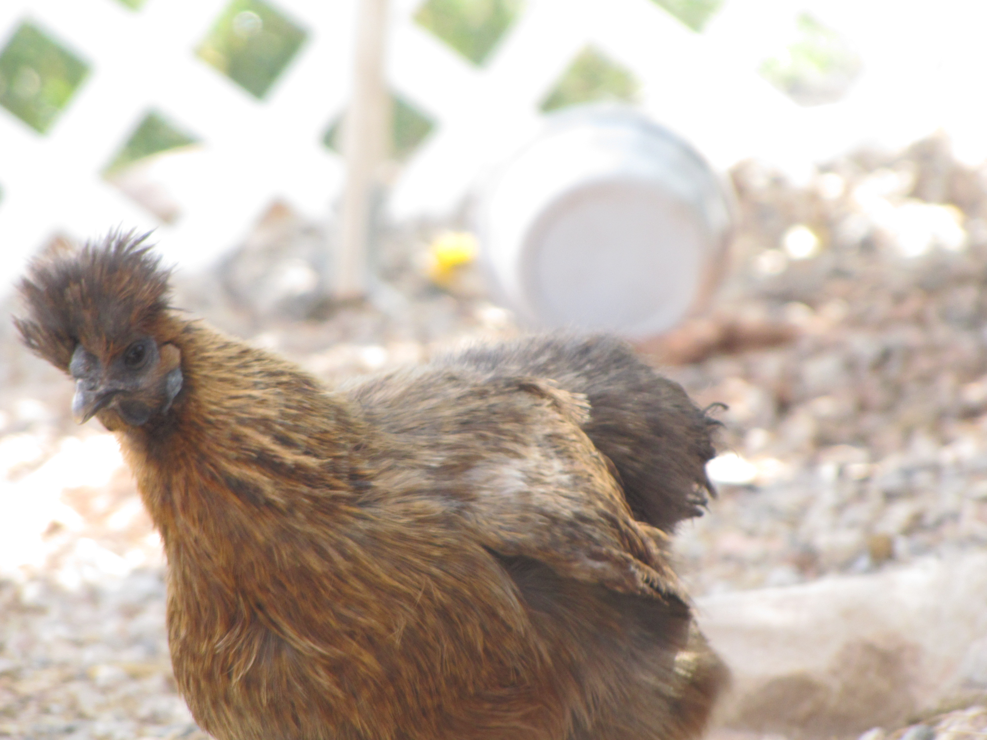 Partridge Silkie Bantam