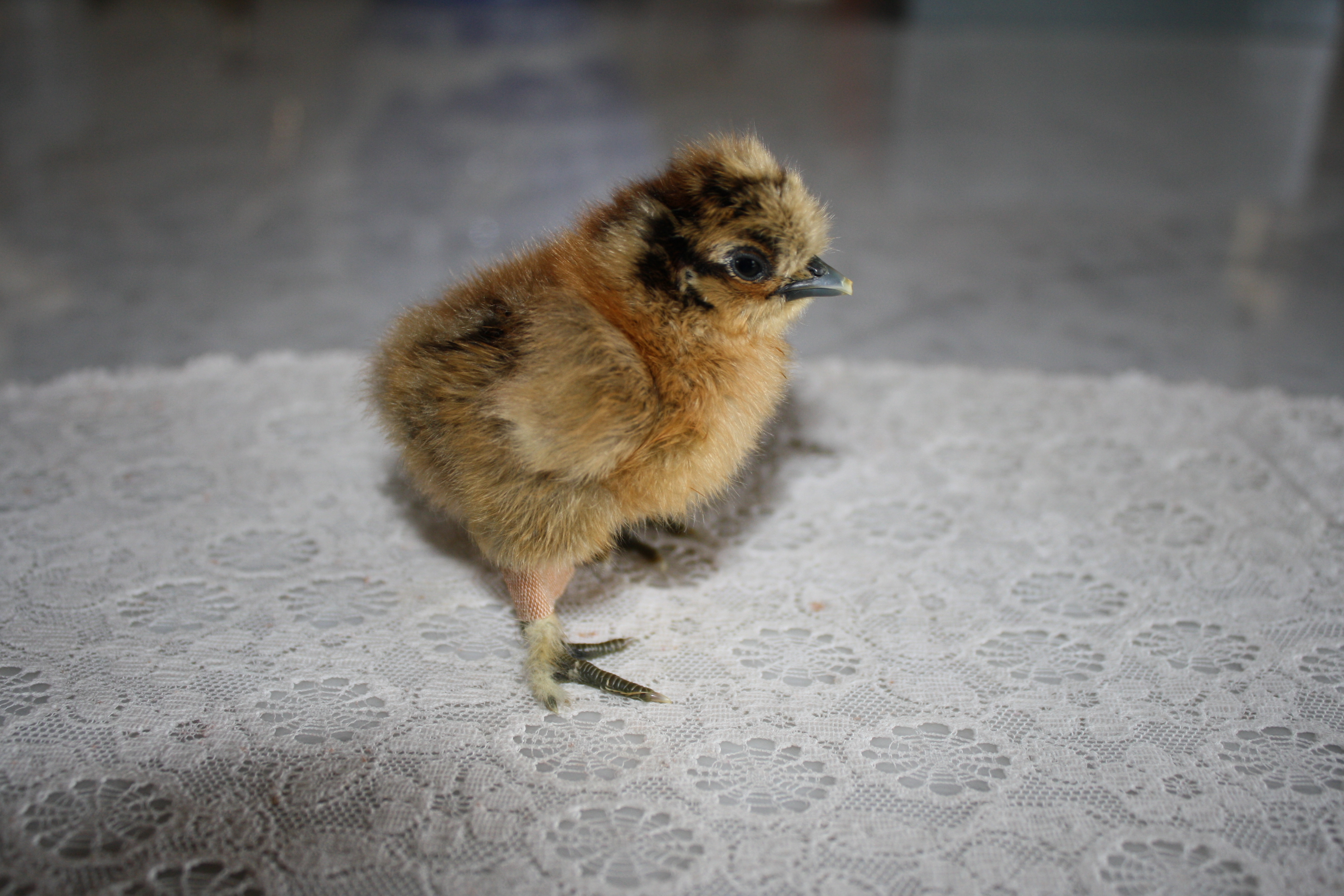 Partridge silkie chick