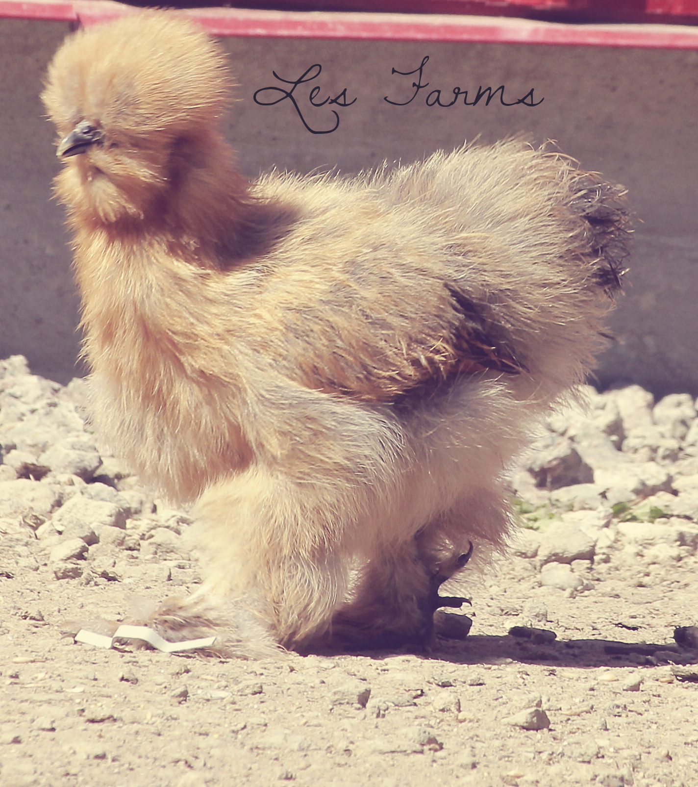 Partridge Silkie pullet - 12 weeks old