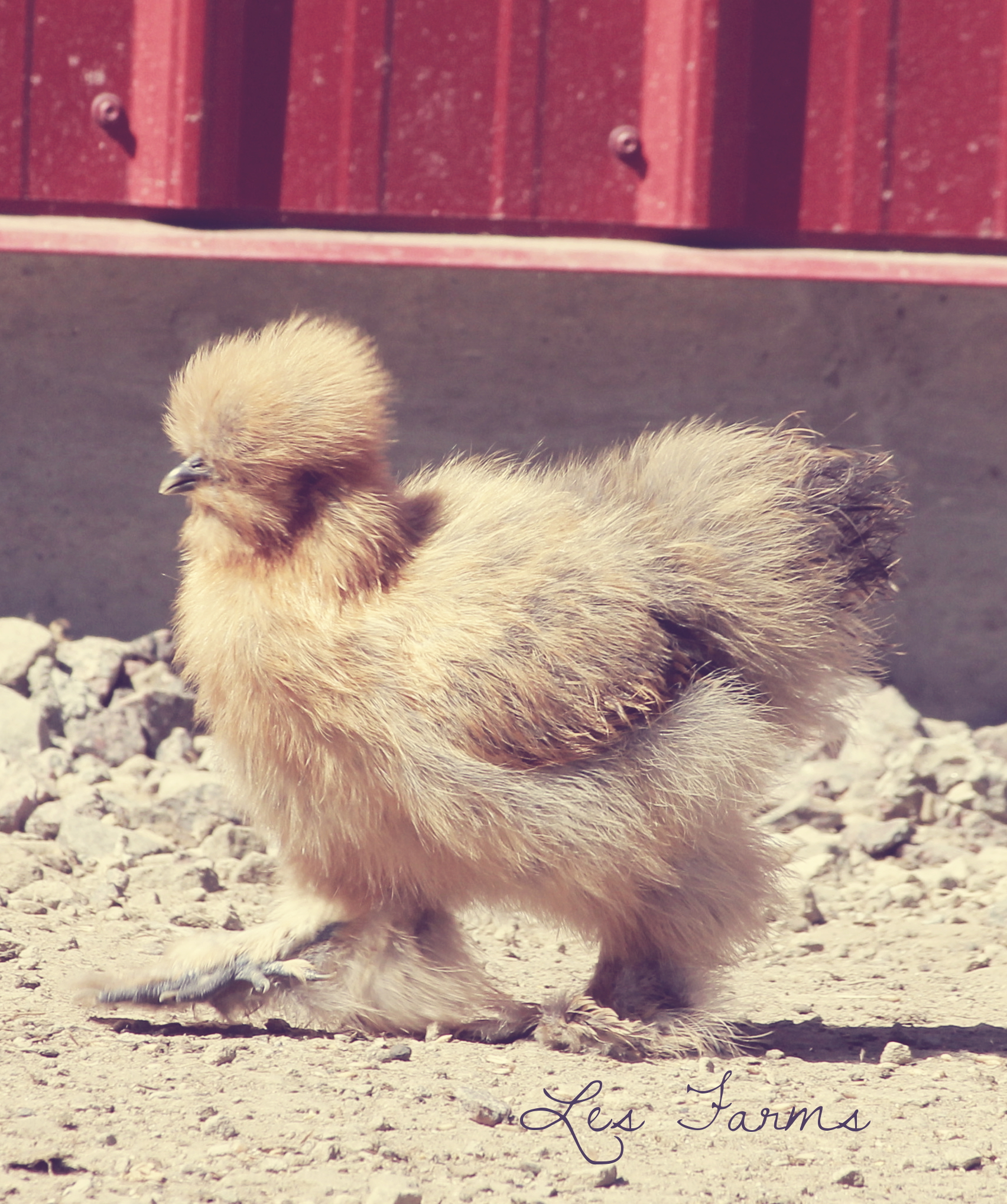 Partridge Silkie pullet - 12 weeks old