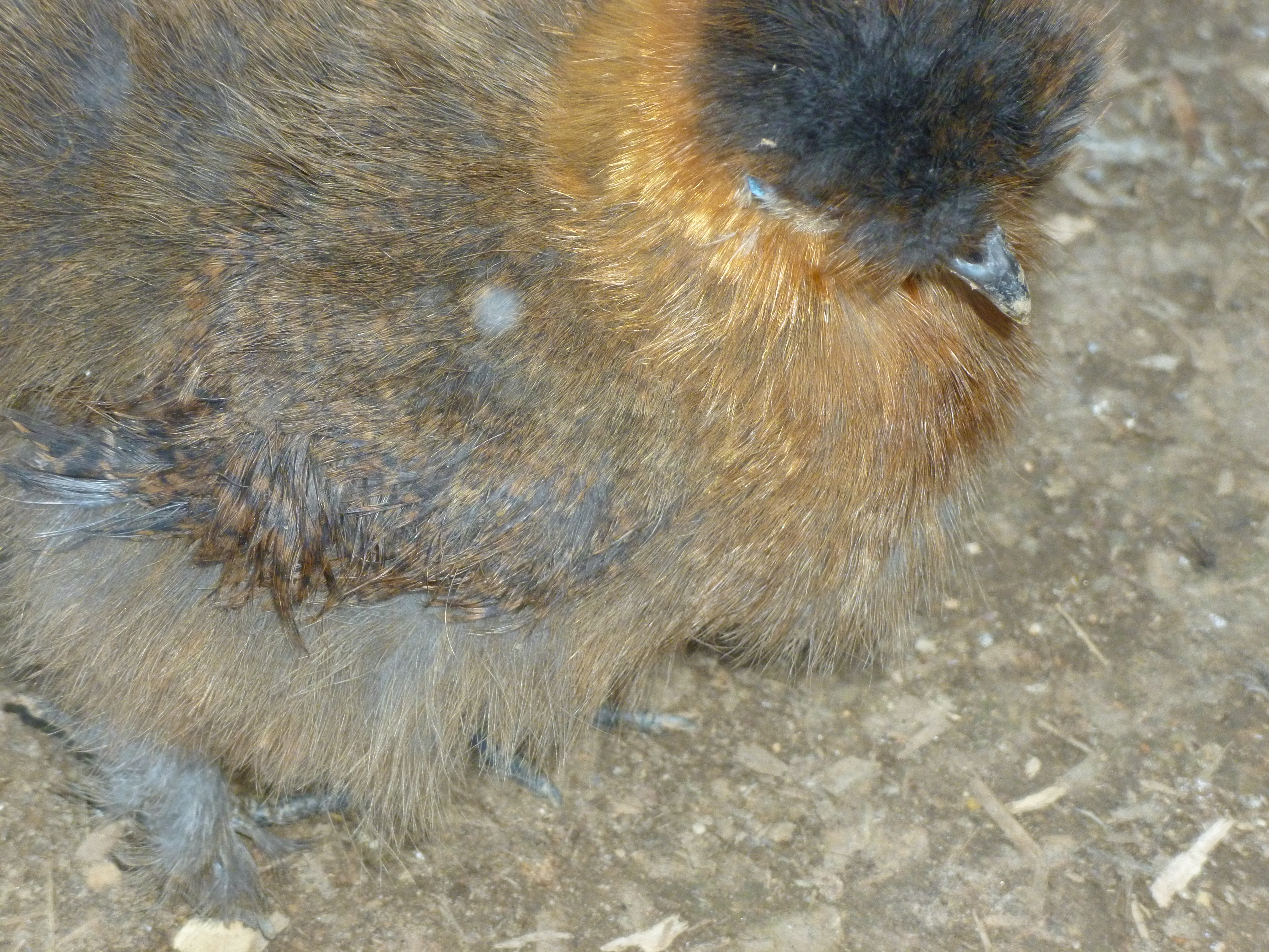 Partridge silkie