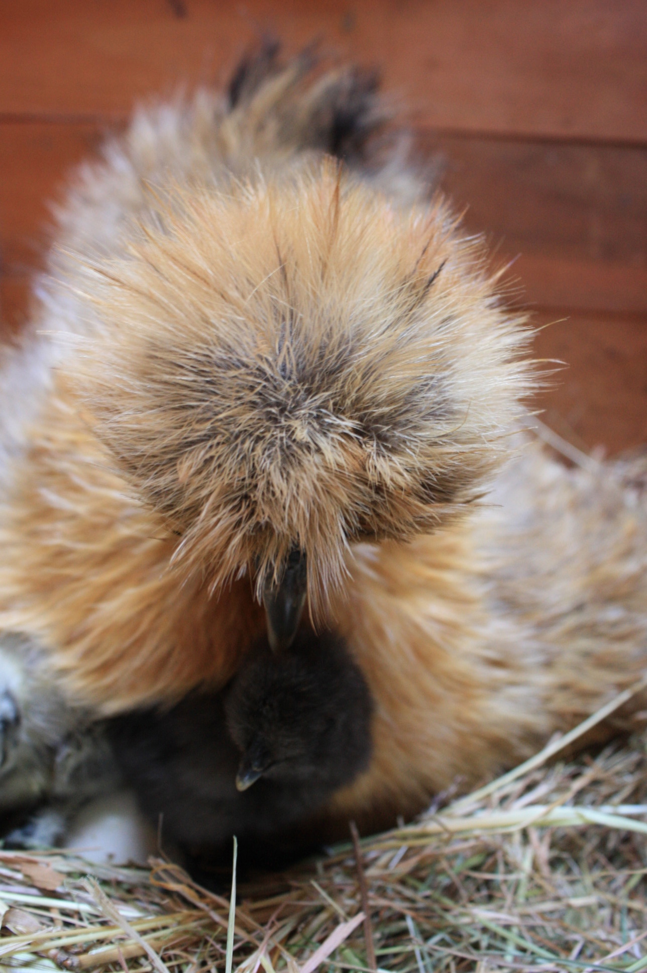 Partridge silkie