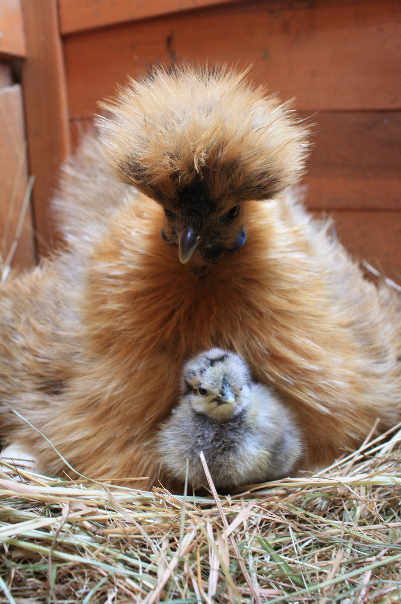 Partridge silkie