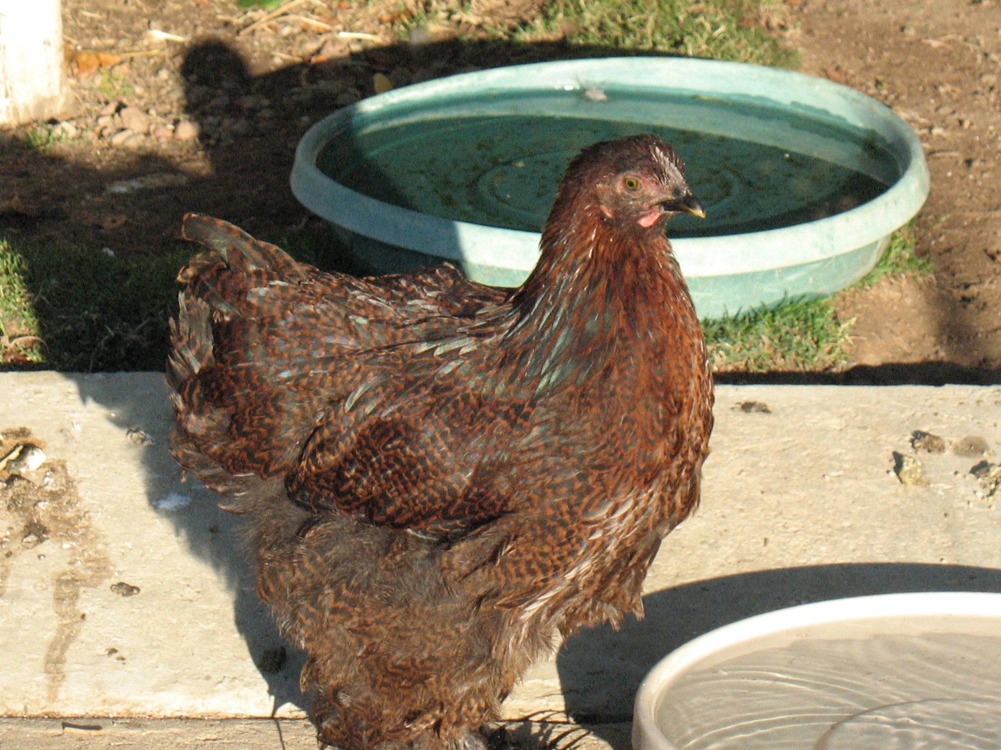 Partridge Standard Cochin with a hip problem from birth...   can't run.. hops, hips hurt and don't work properly.